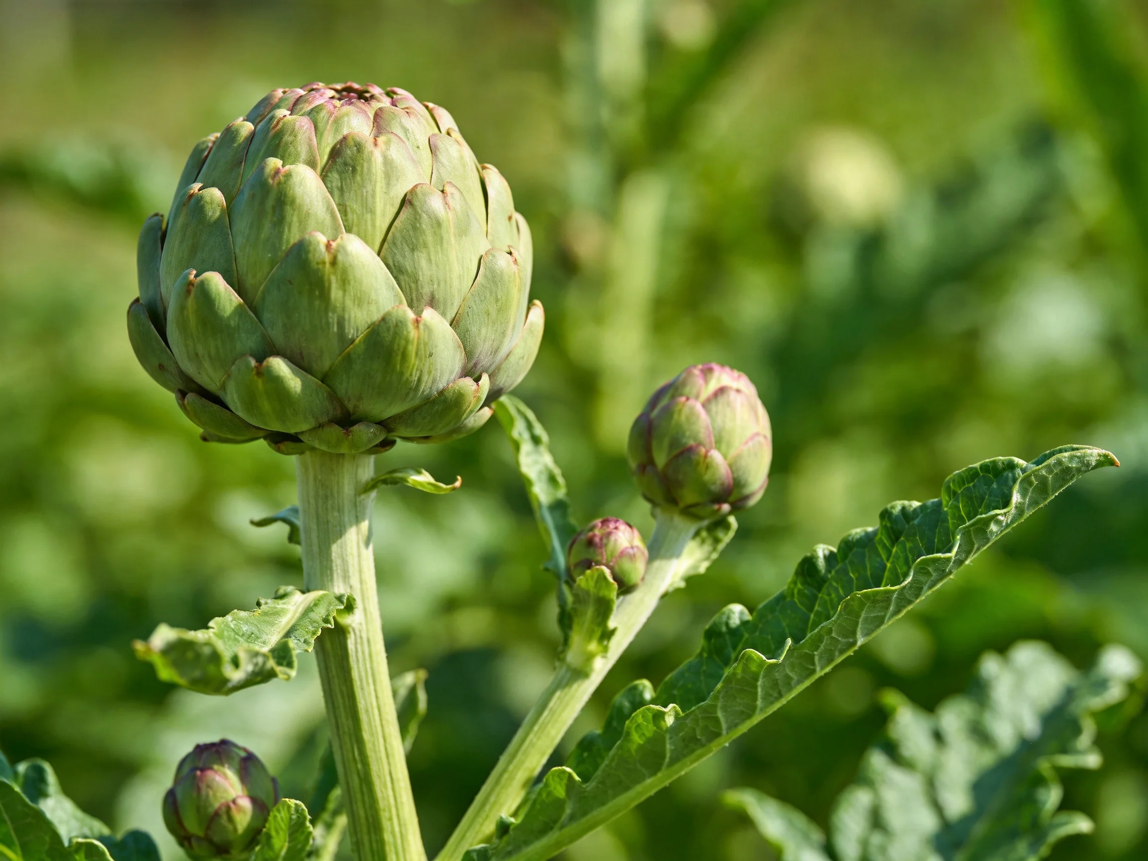 Three artichoke buds in various sizes and growth stages