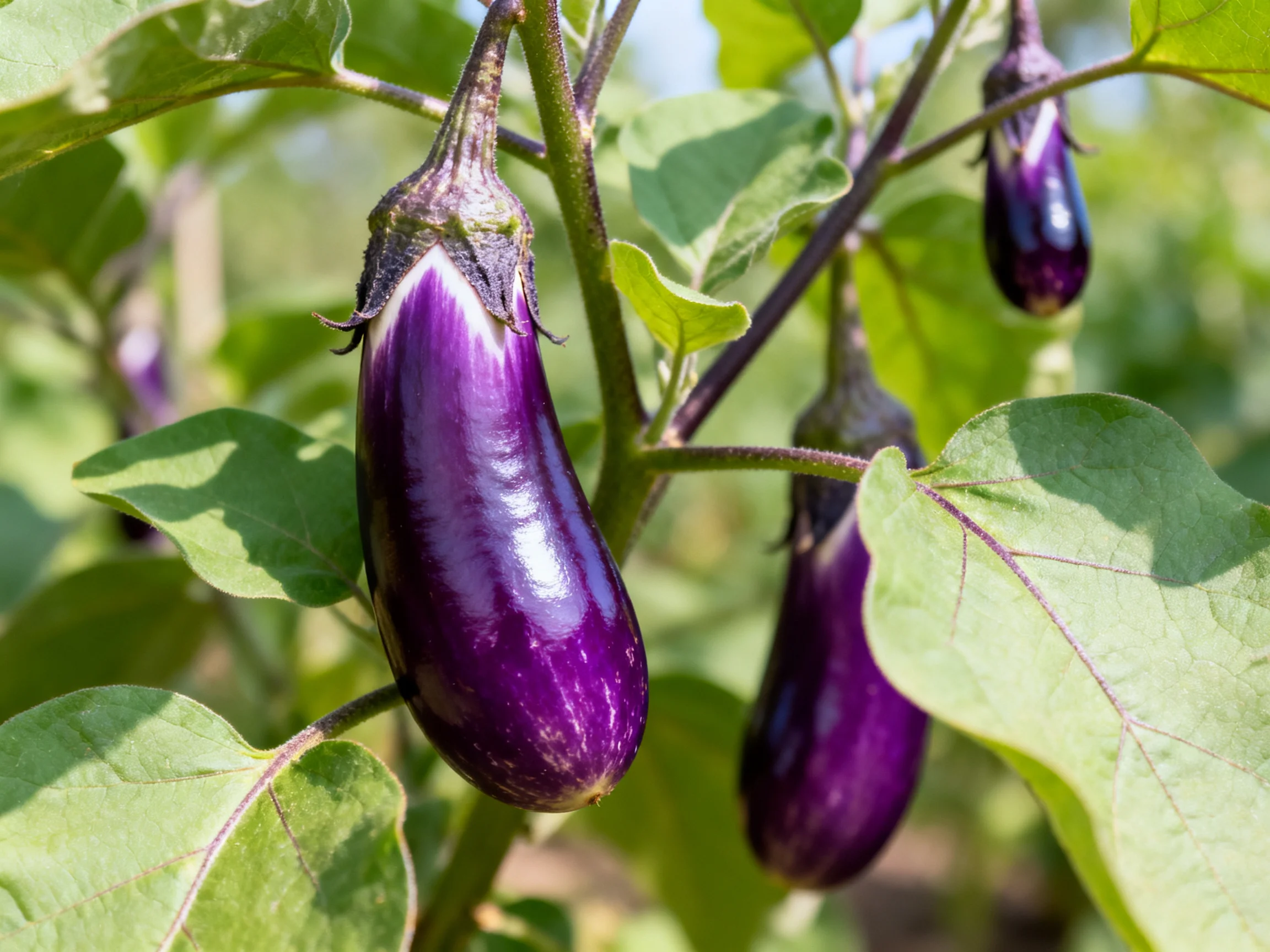 Three glossy purple eggplants hang among broad green leaves in a sunny garden