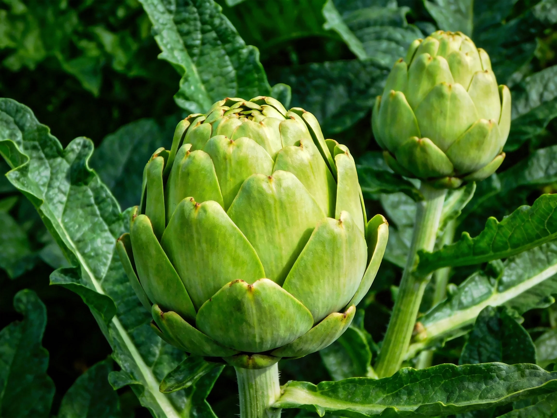 Two Green Artichoke Buds Among Lush Dark Green Leaves