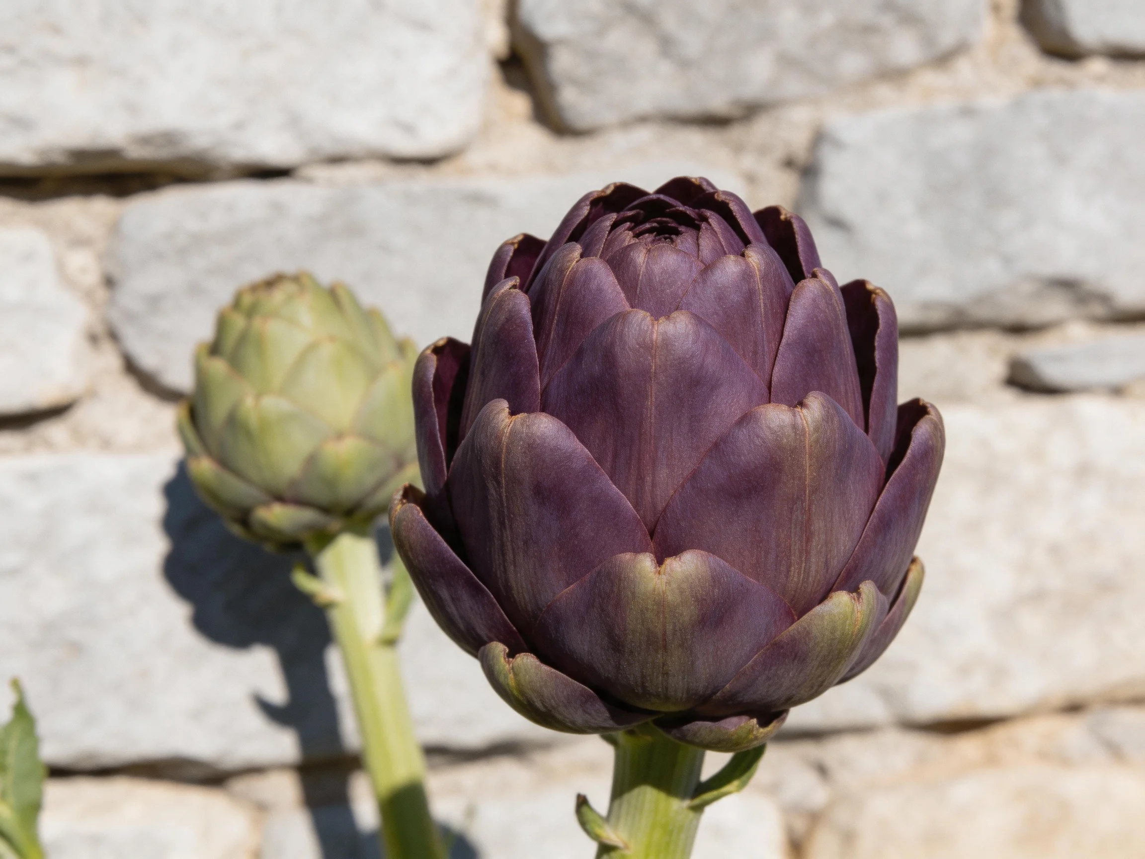 Two artichokes, one deep purple, one pale green, by a stone wall