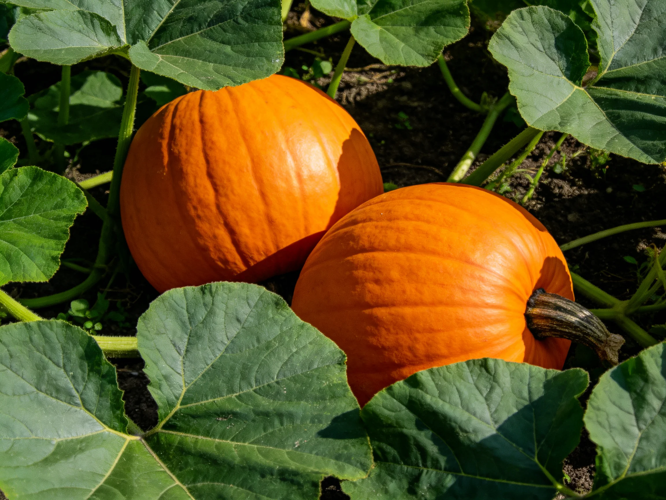 Two bright orange pumpkins amid large green leaves