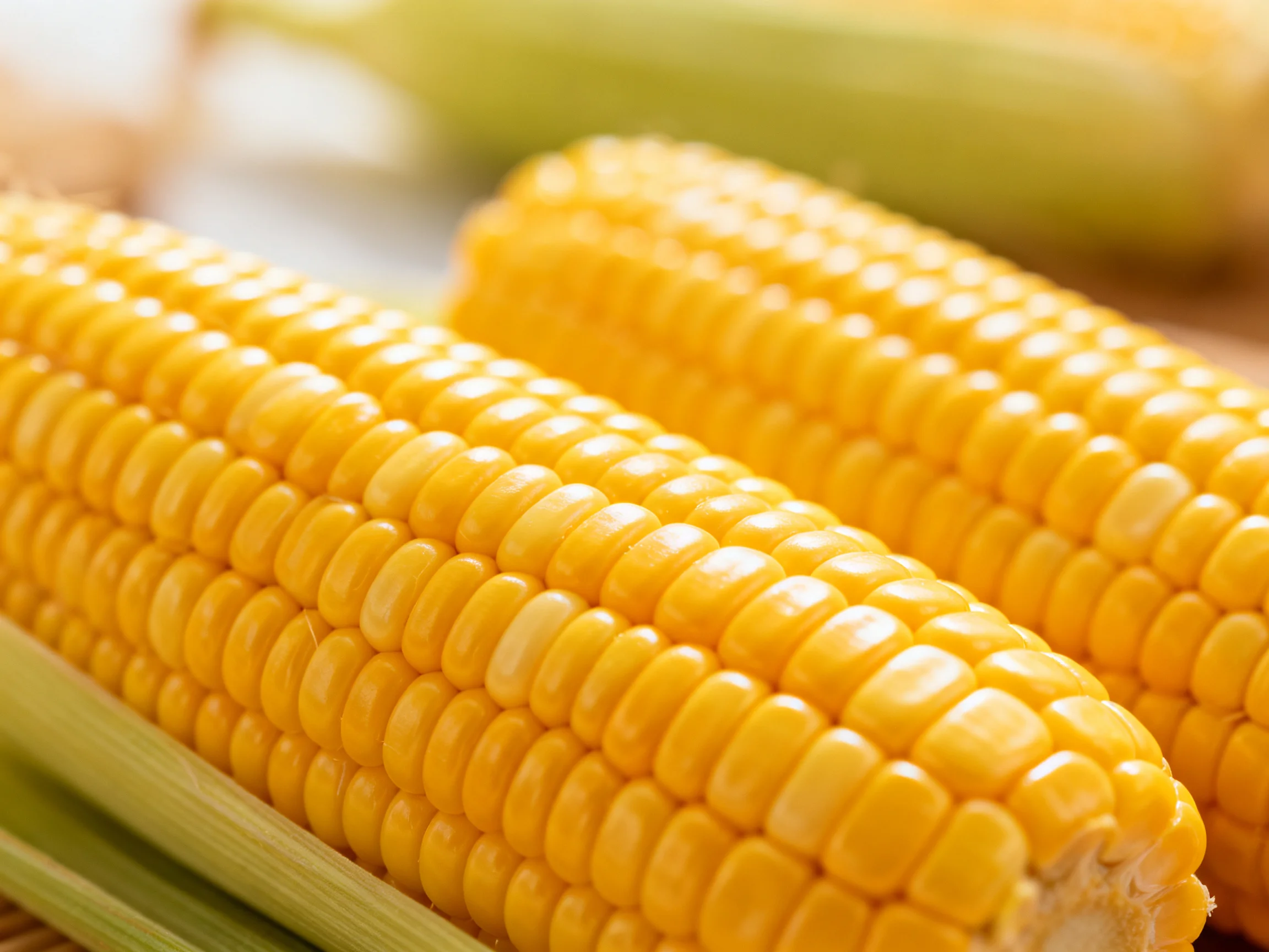 Two bright yellow corn cobs with green husks