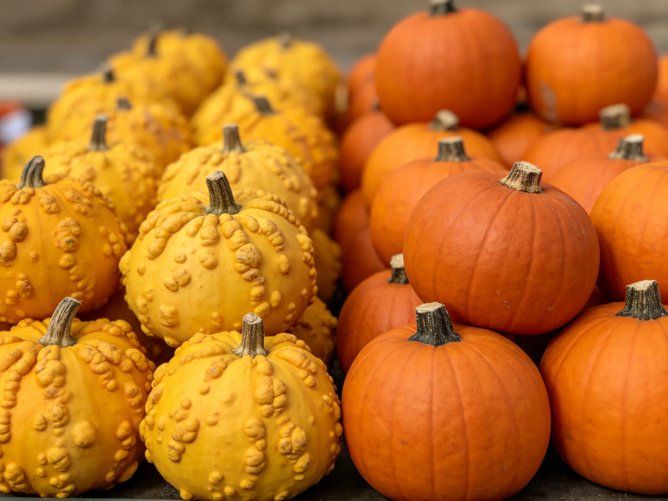 Two distinct pumpkin varieties: bumpy yellow and smooth orange
