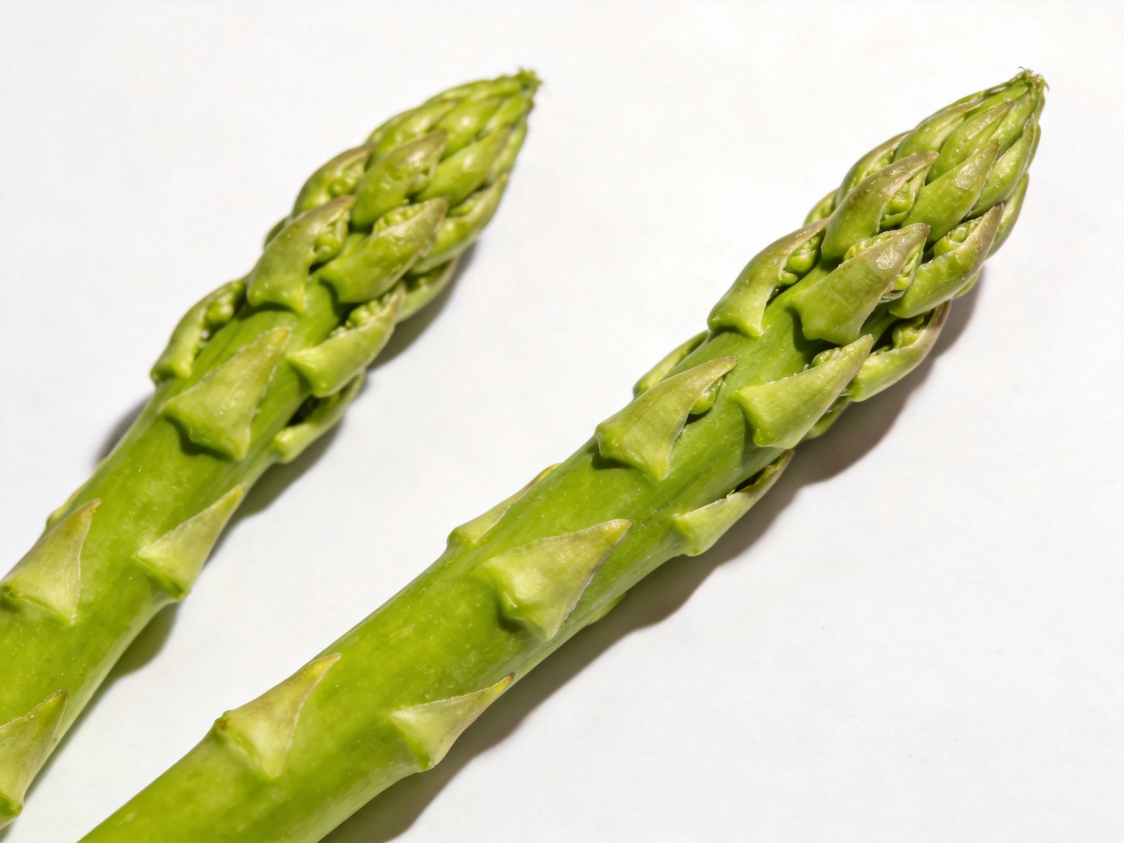 Two fresh green asparagus spears positioned on a white background