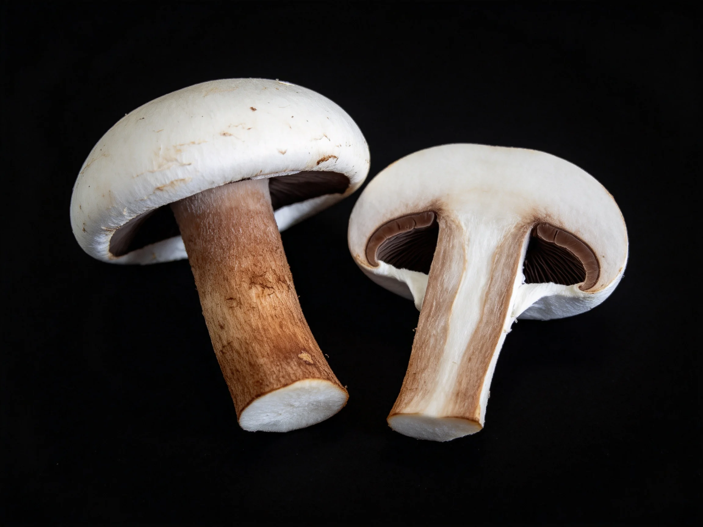 Two mushrooms—one whole, one sliced—are shown against a black background.
