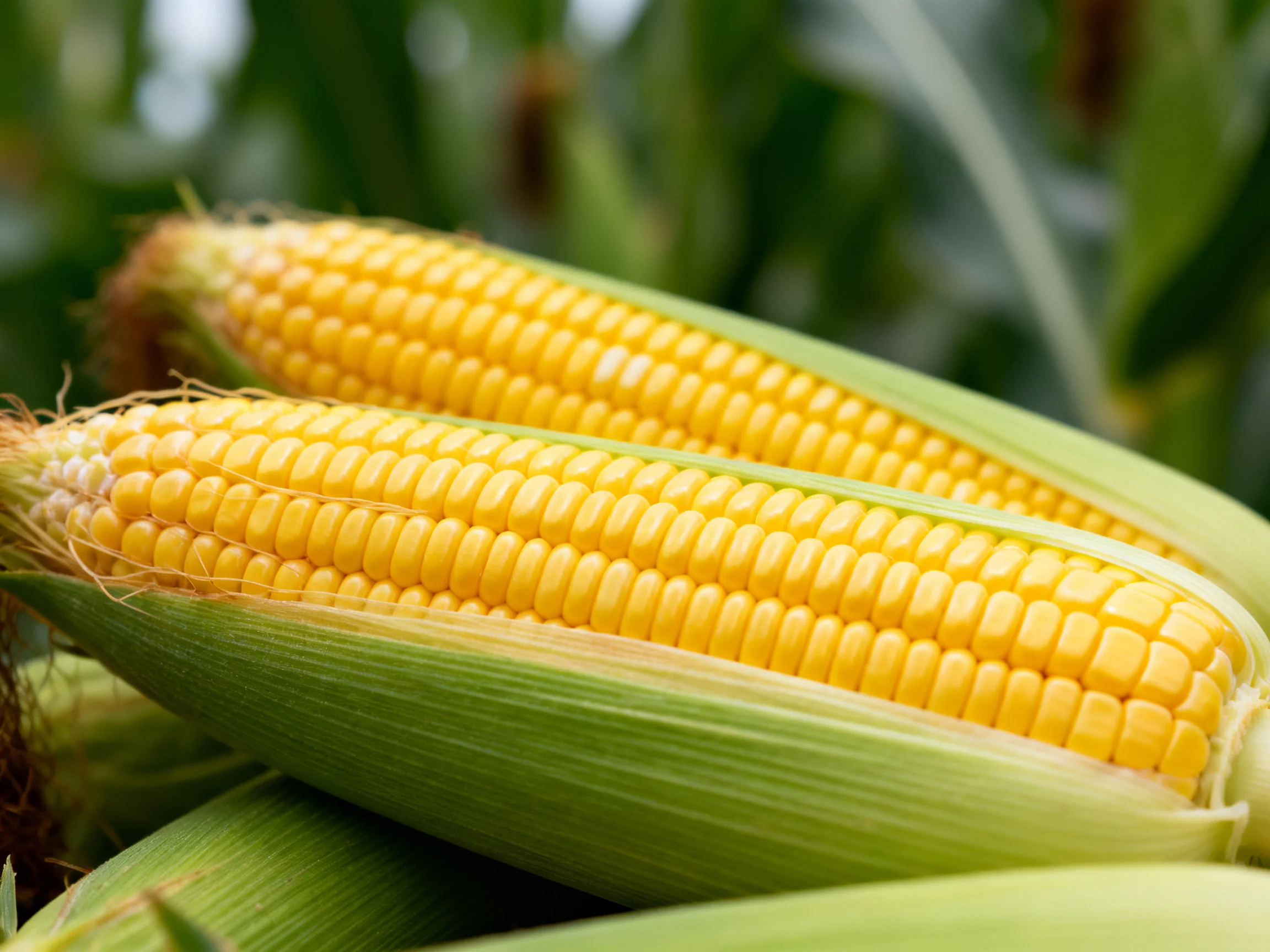 Two fresh yellow corn cobs with green husks