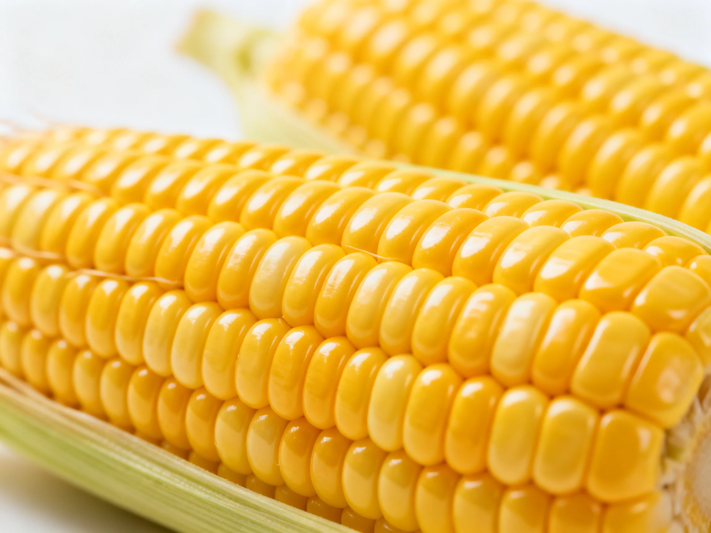 Two golden corn cobs with glossy yellow kernels