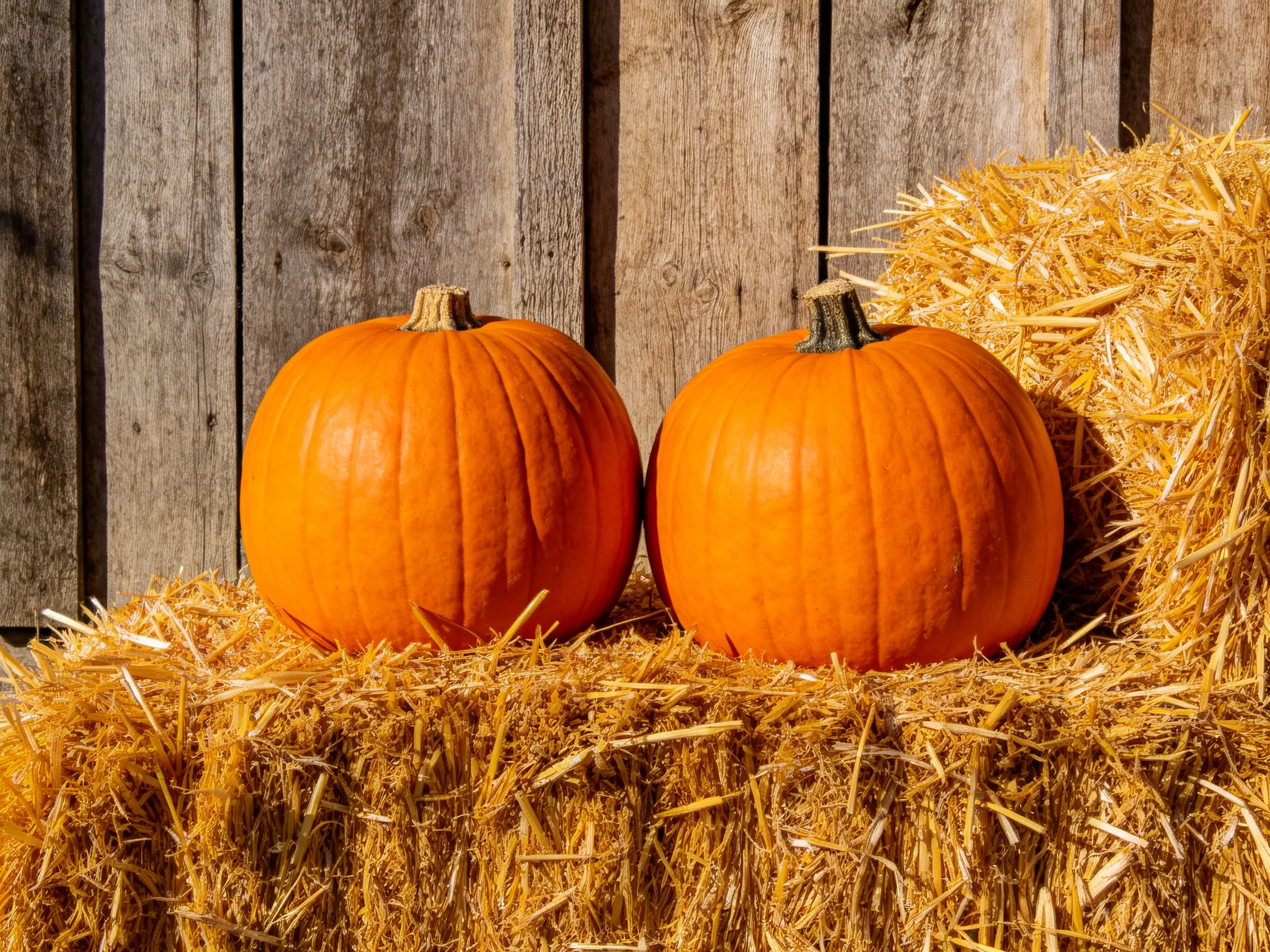 Two large orange pumpkins rest on golden straw bales by a wooden fence