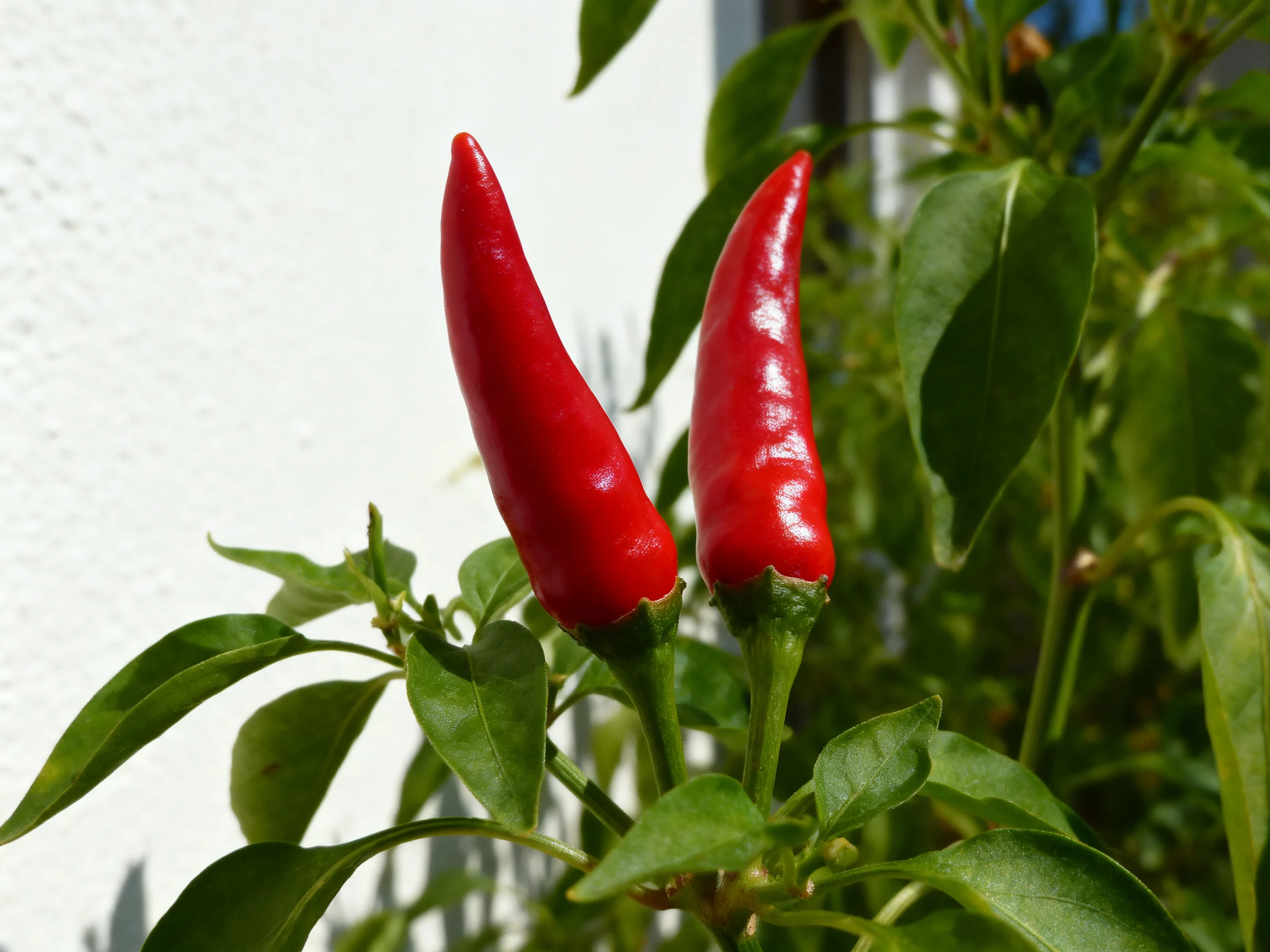 Two vibrant red chili peppers grow amid lush green foliage by a white wall