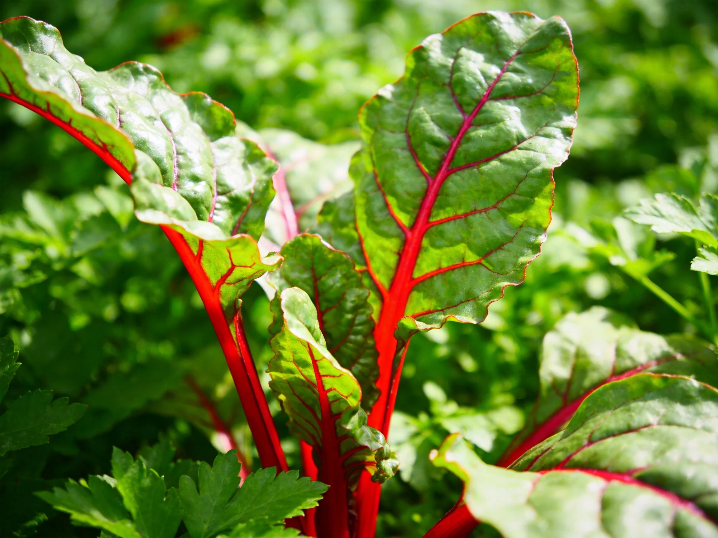 Vibrant Red-Stemmed Swiss Chard Plants with Green Leaves Under Sunlight