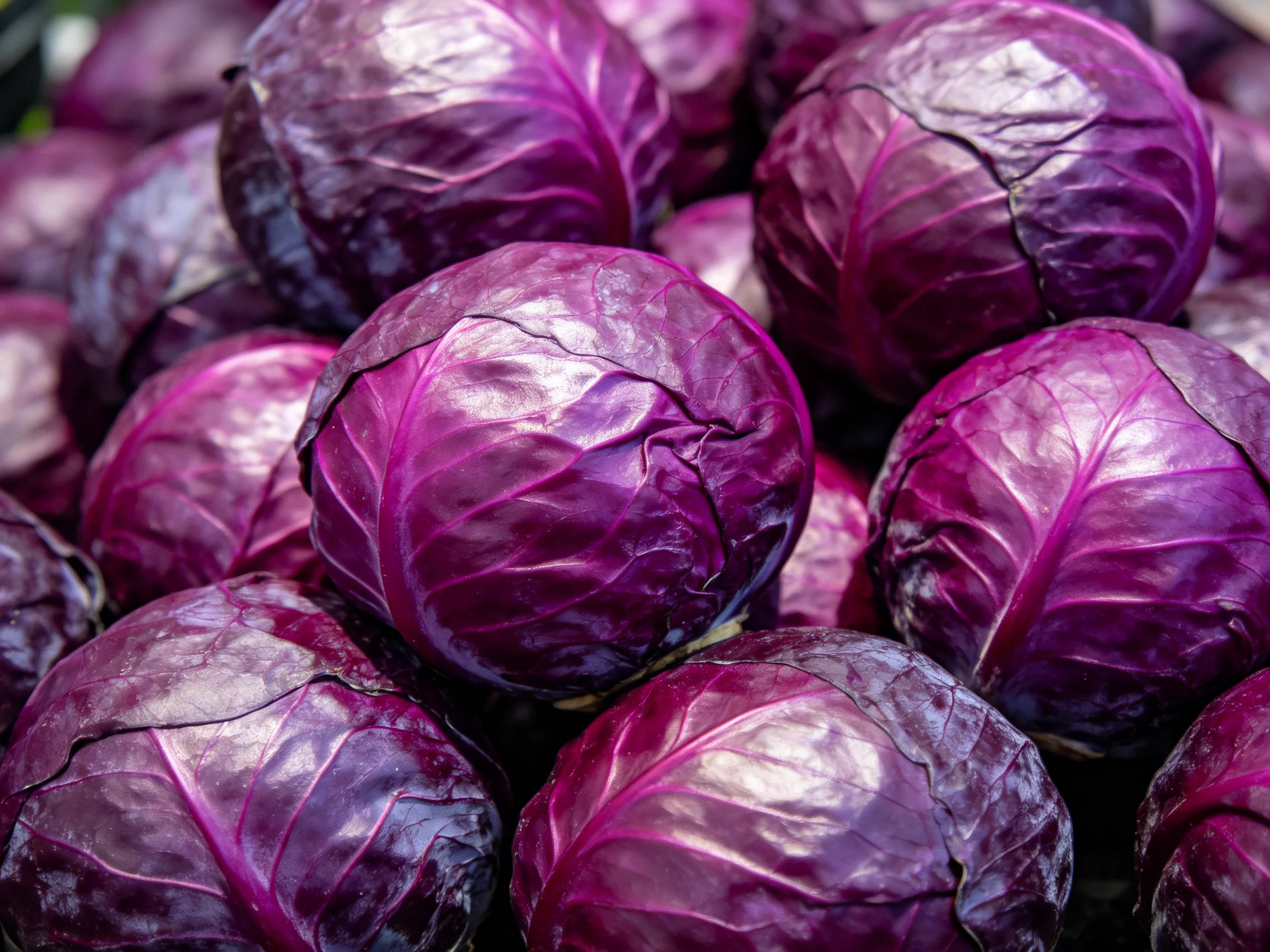Vibrant cluster of deep purple cabbages stacked closely