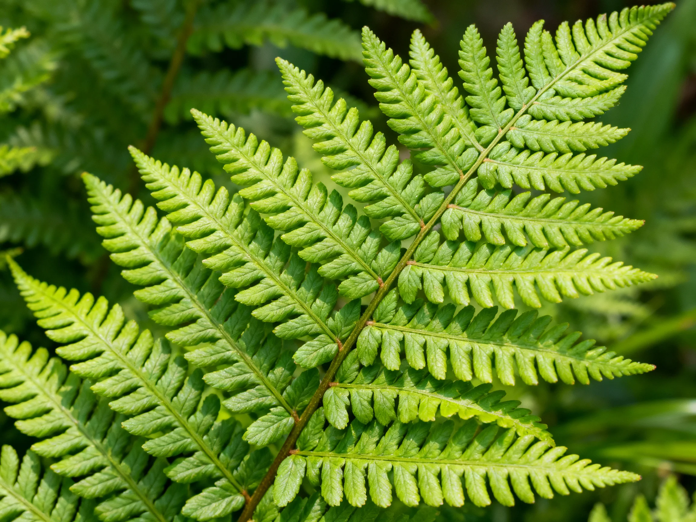 Vibrant green fern fronds display intricate leaf patterns
