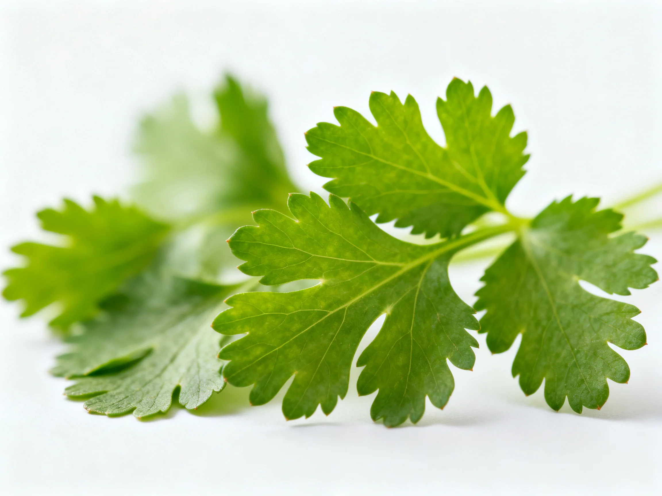 Vibrant green herb leaves with serrated edges displayed on a white surface