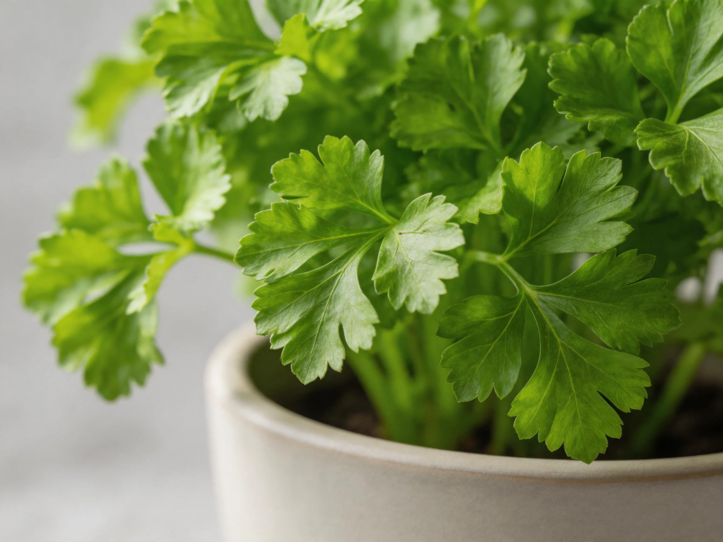 Vibrant green herb plant growing in a light gray ceramic pot