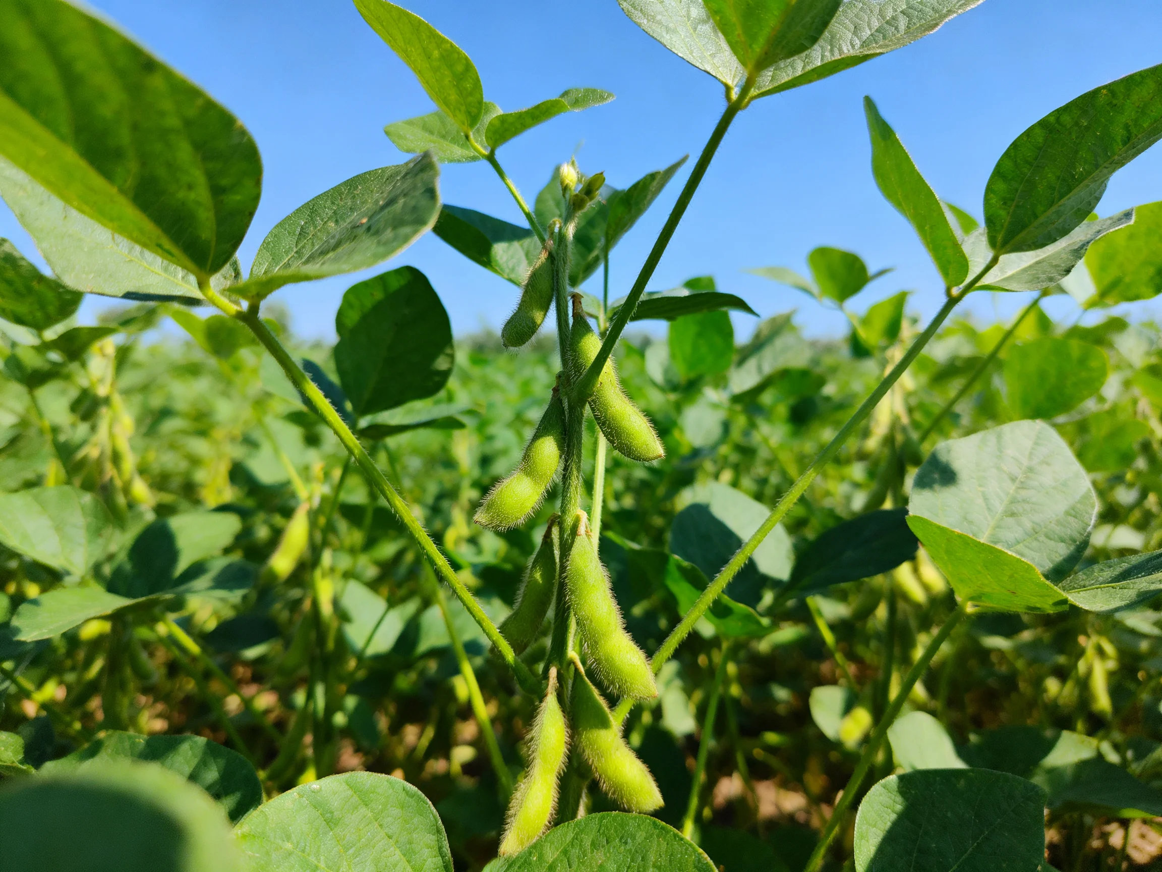 Vibrant green soybean pods hang from leafy stems in a sunlit field