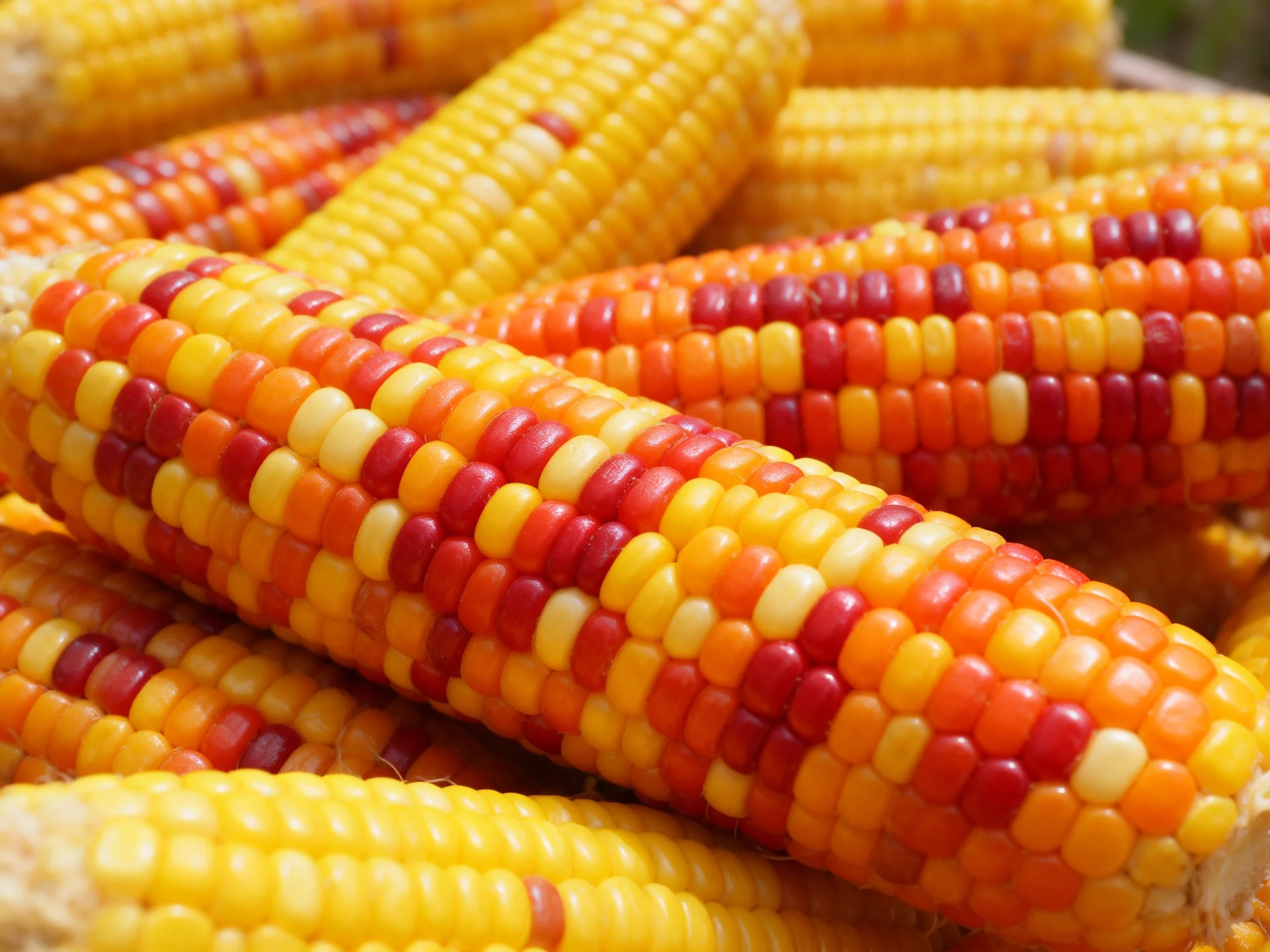 Vibrant multicolored corn cobs stacked closely