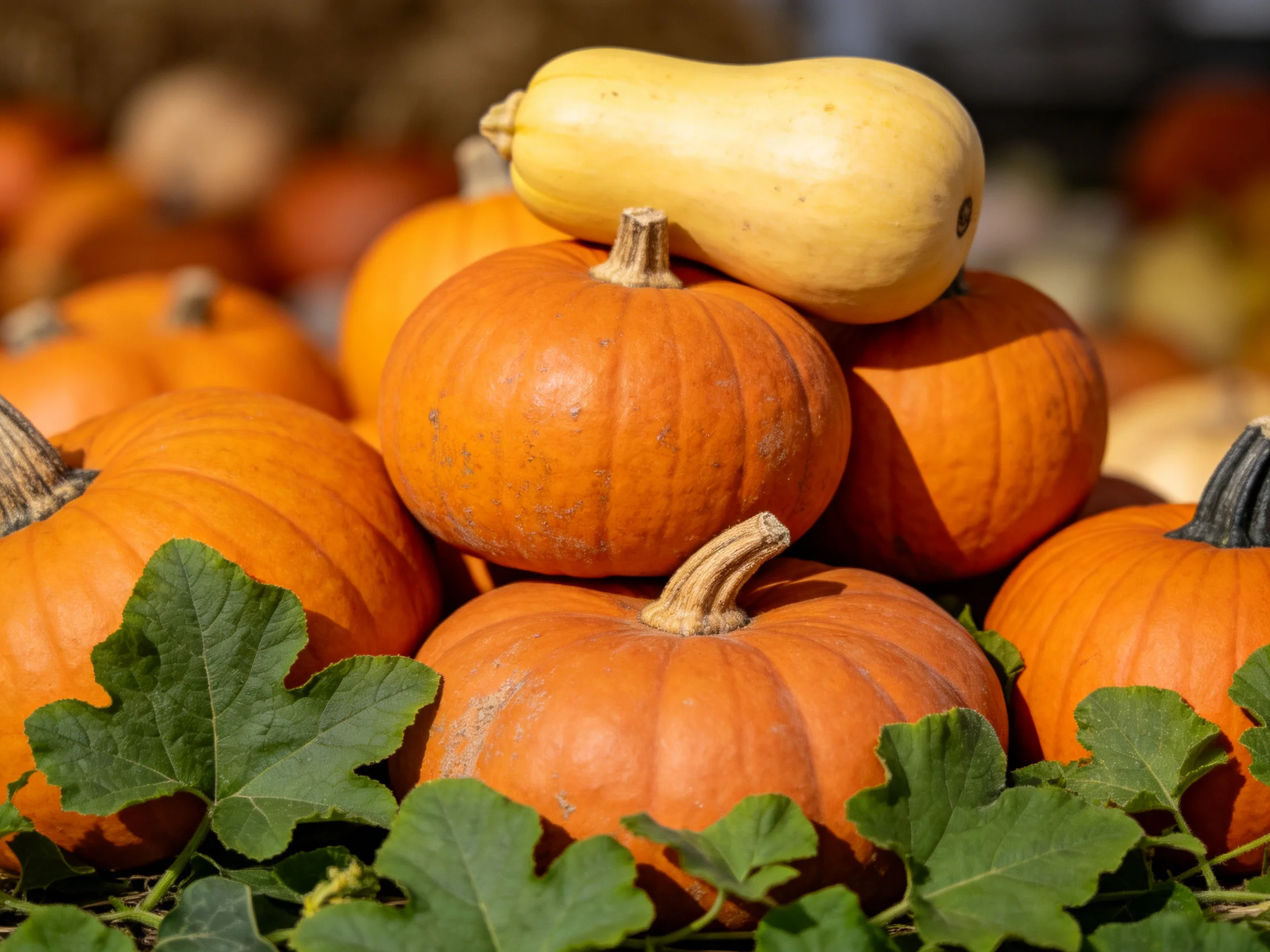 Vibrant orange pumpkins stacked with a single yellow squash, surrounded by lush green leaves.
