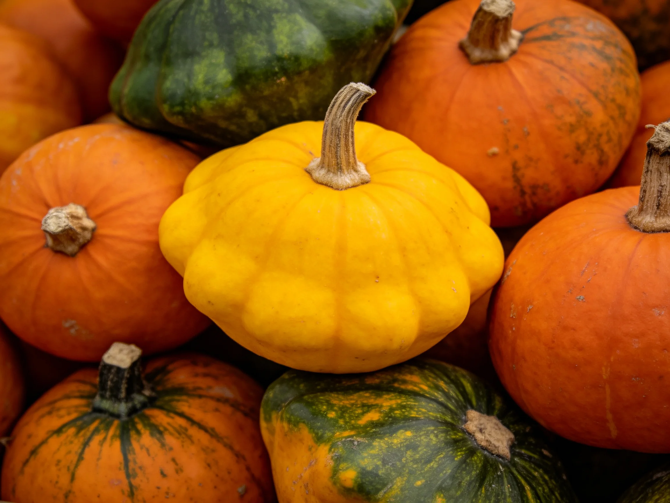 Vibrant pile of squash and pumpkins with diverse colors and shapes