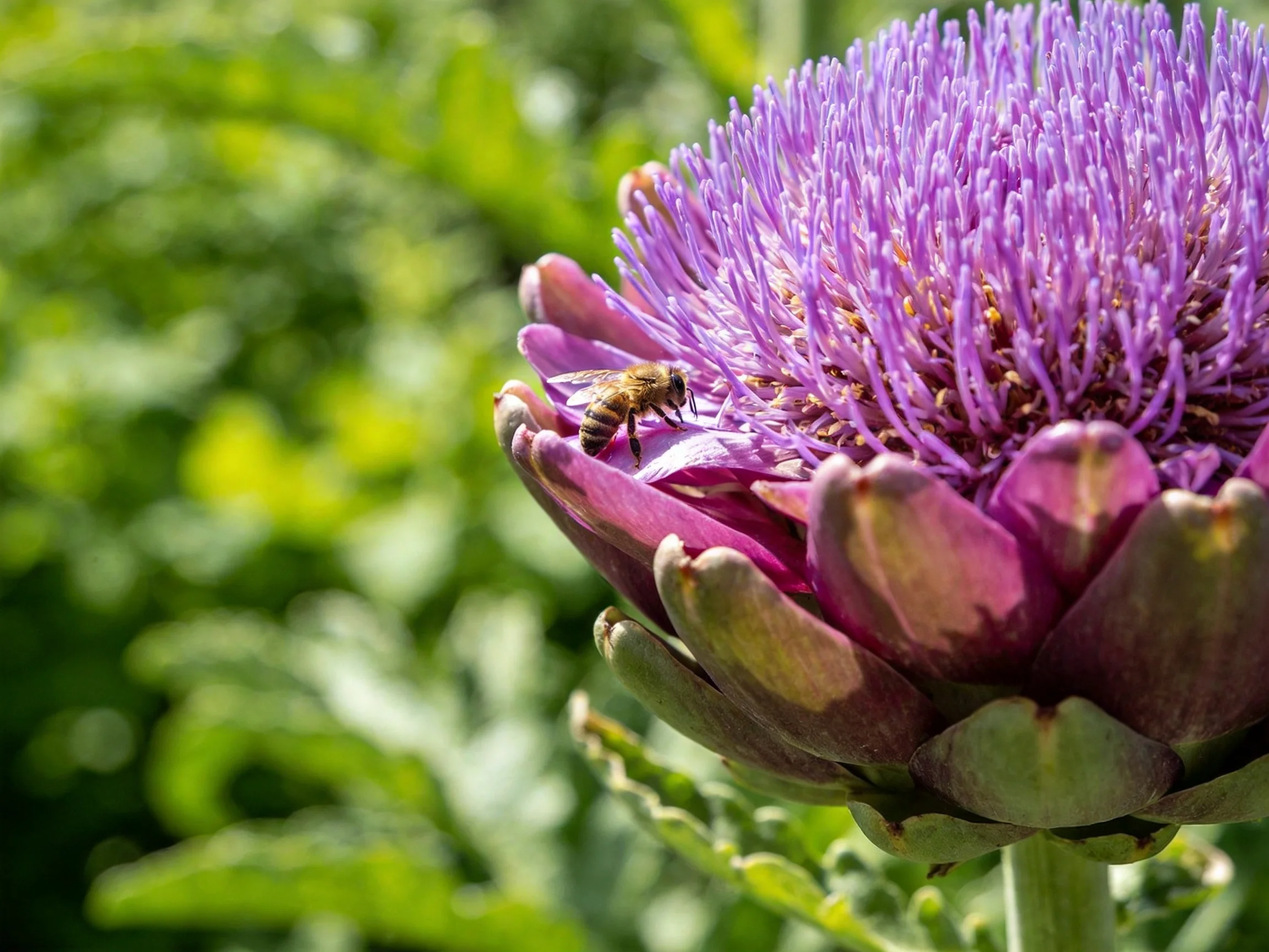 Vibrant purple artichoke bloom with a bee in sunlit garden
