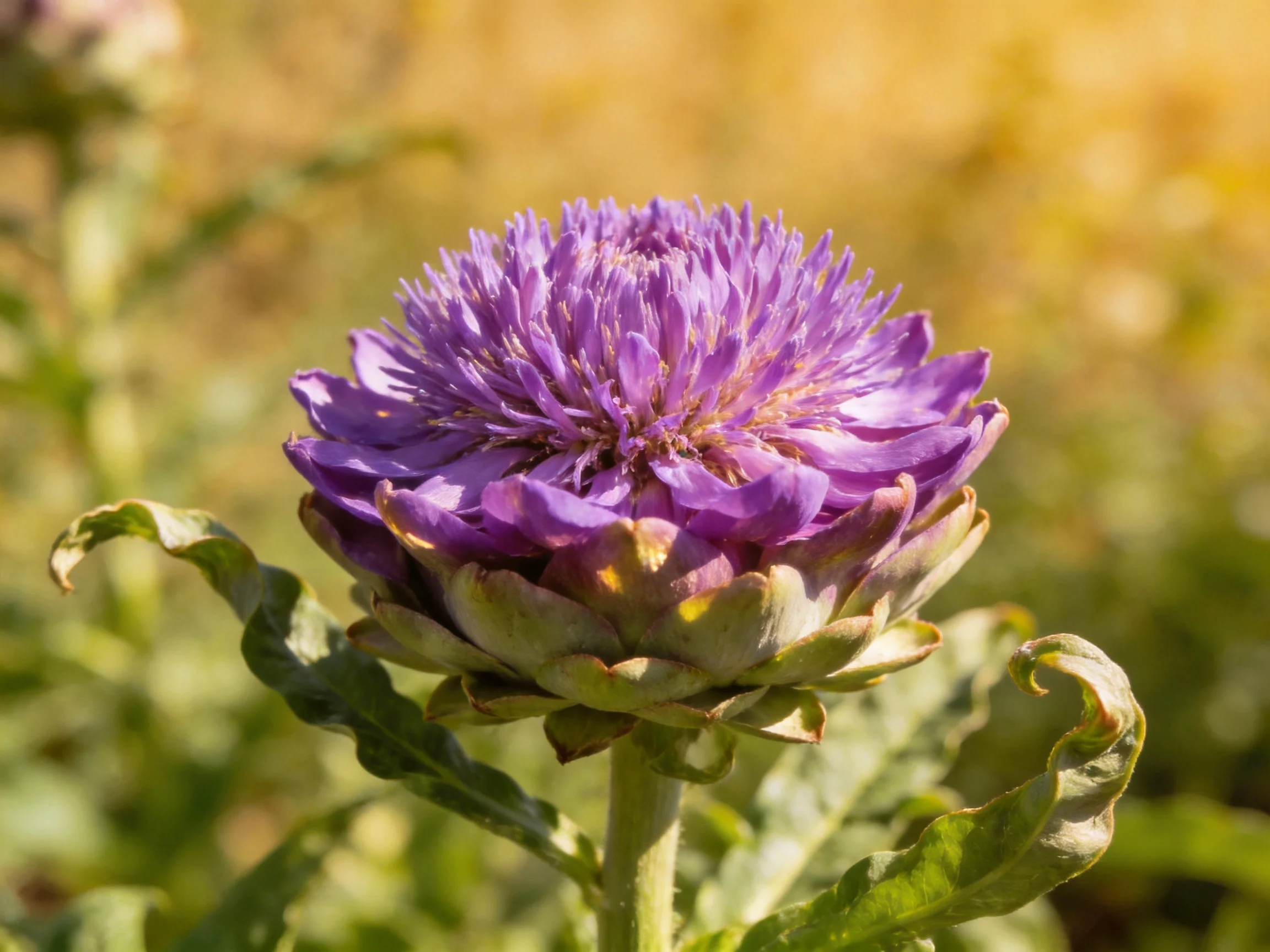 Vibrant purple artichoke bloom with green foliage in natural light