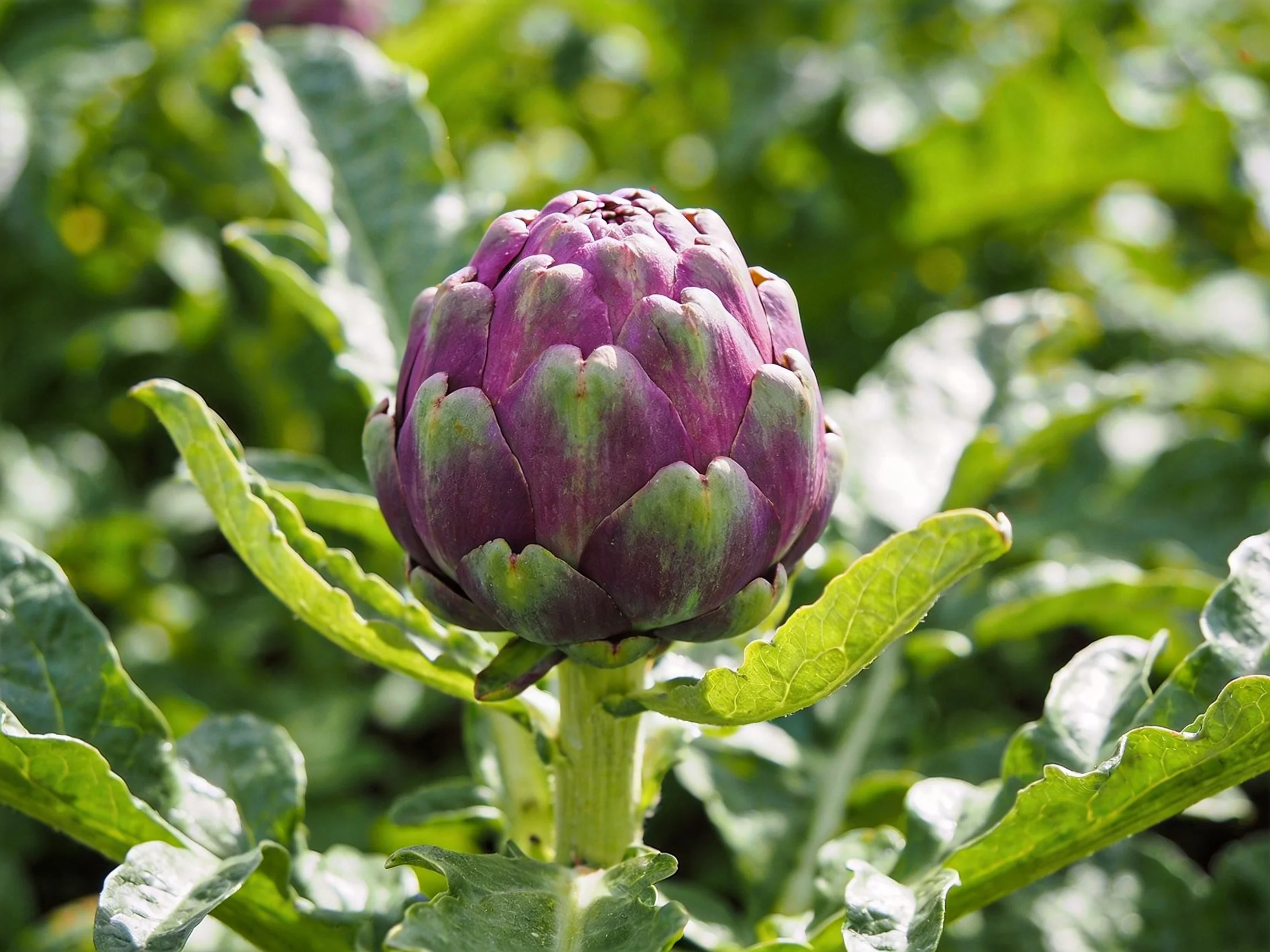 Vibrant purple artichoke bud amidst lush green foliage