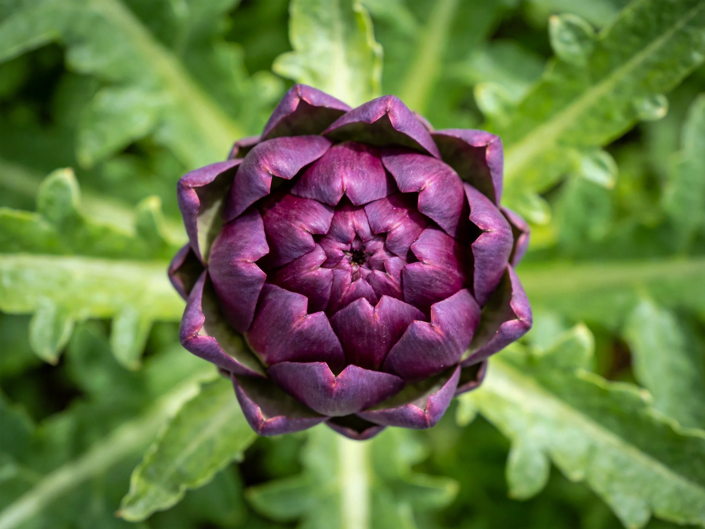 Vibrant purple artichoke bud surrounded by lush green foliage