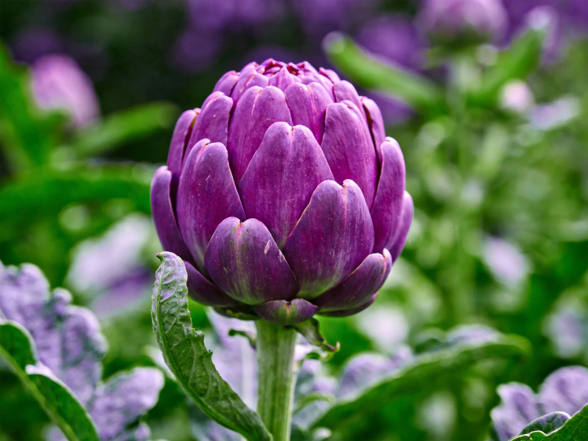 Vibrant purple artichoke bud surrounded by lush green foliage
