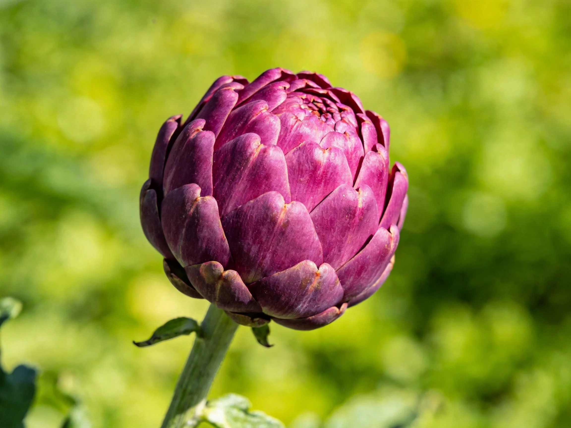Vibrant purple artichoke bud with blurred green foliage background