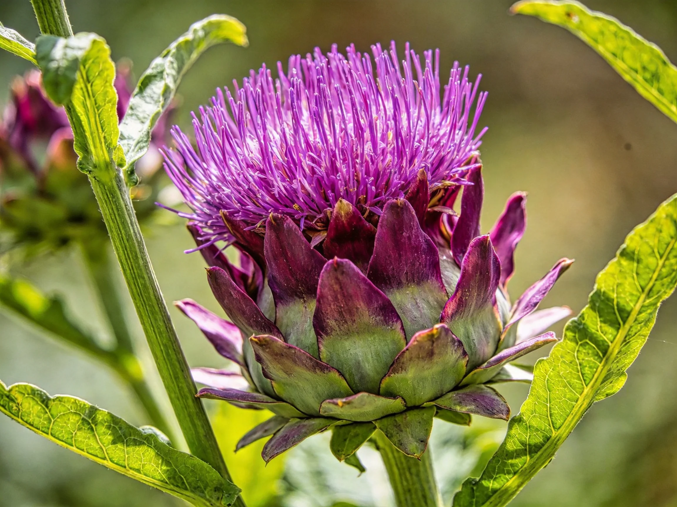 Vibrant purple artichoke flower with green foliage in natural light