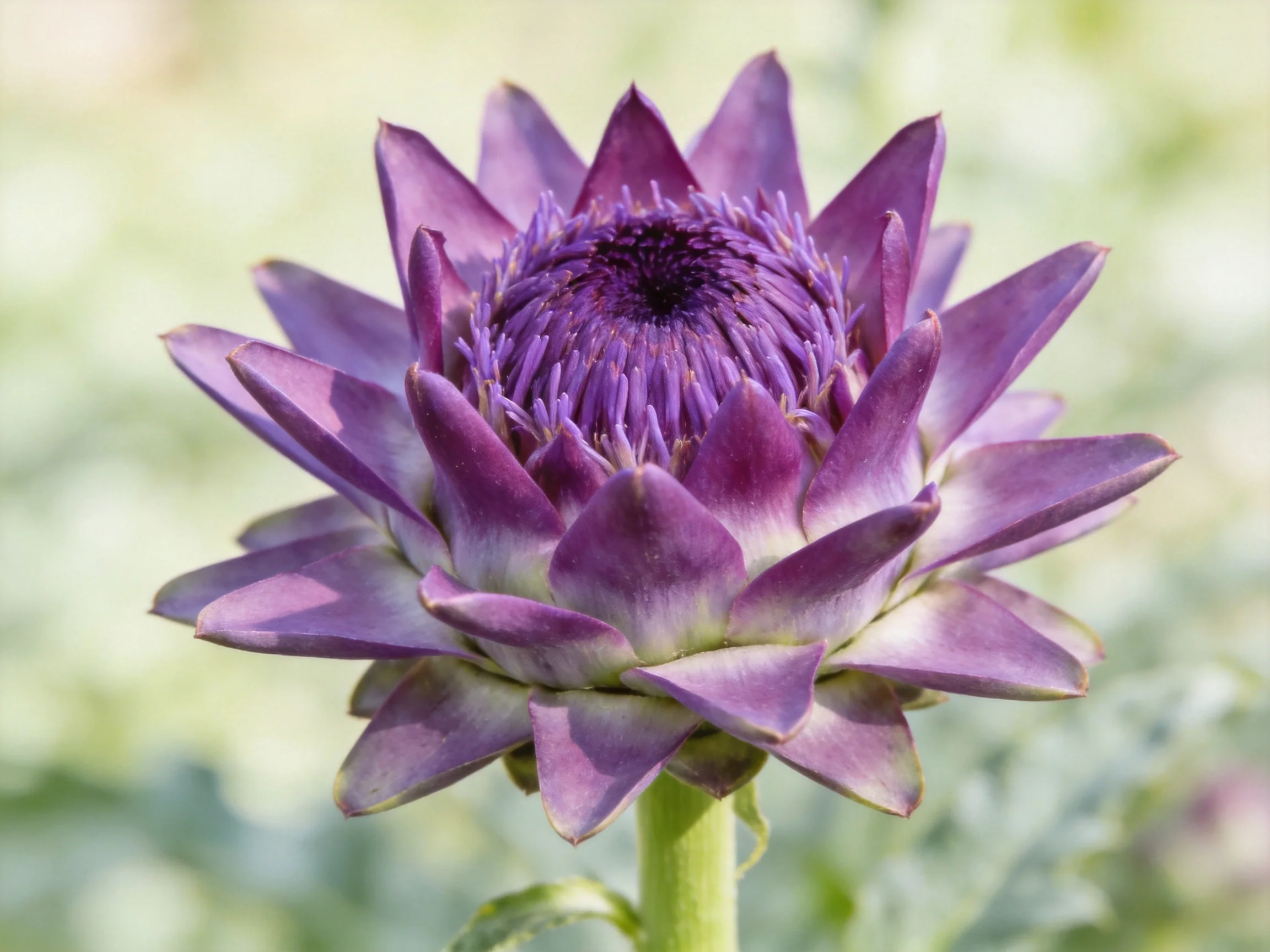 Vibrant purple artichoke flower with layered petals and central disc