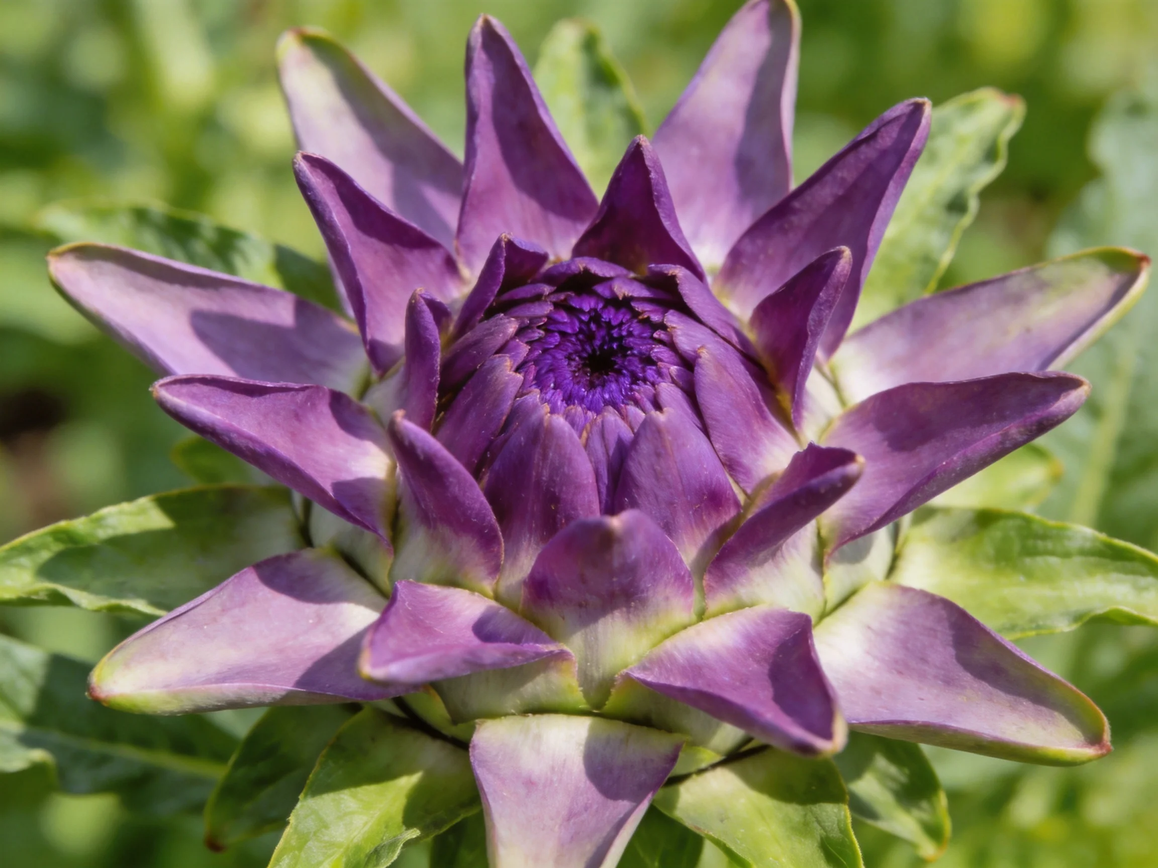 Vibrant purple artichoke flower with layered petals