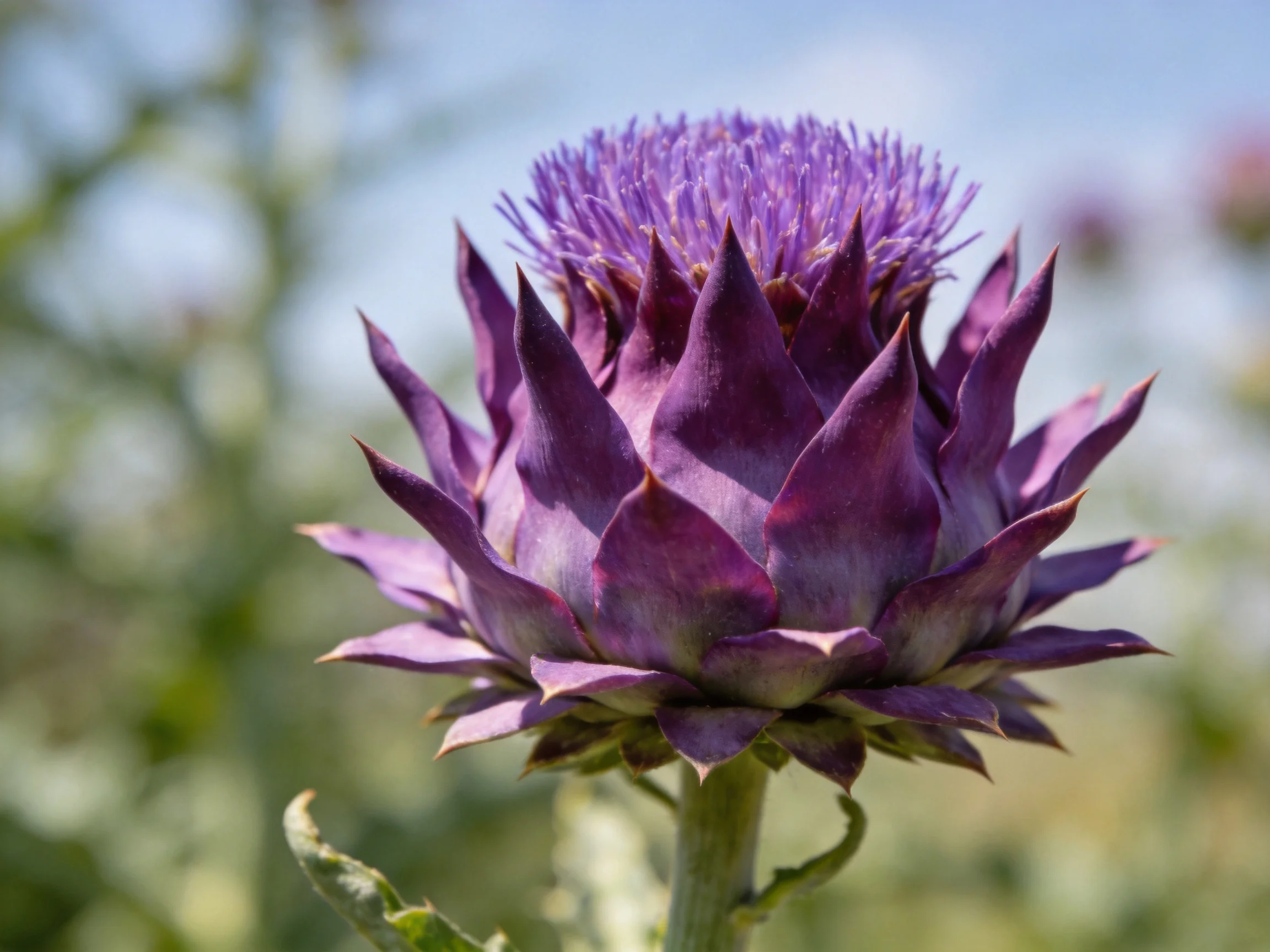 Vibrant purple artichoke flower with spiky petals and central bloom