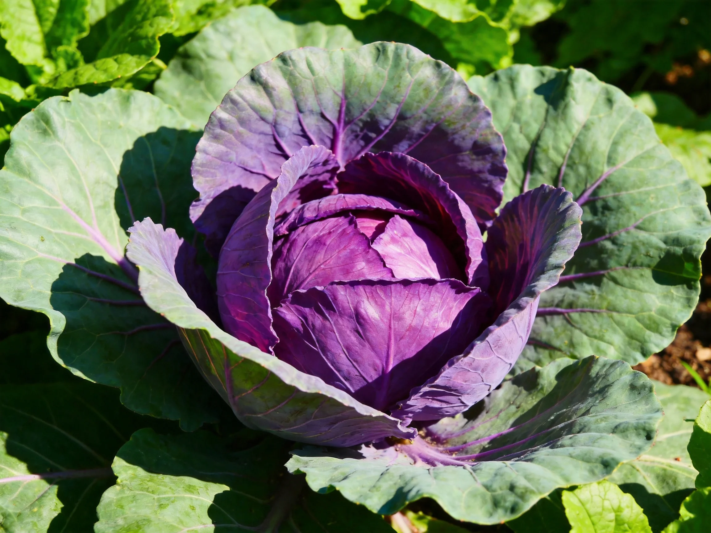 Vibrant purple cabbage surrounded by broad green leaves