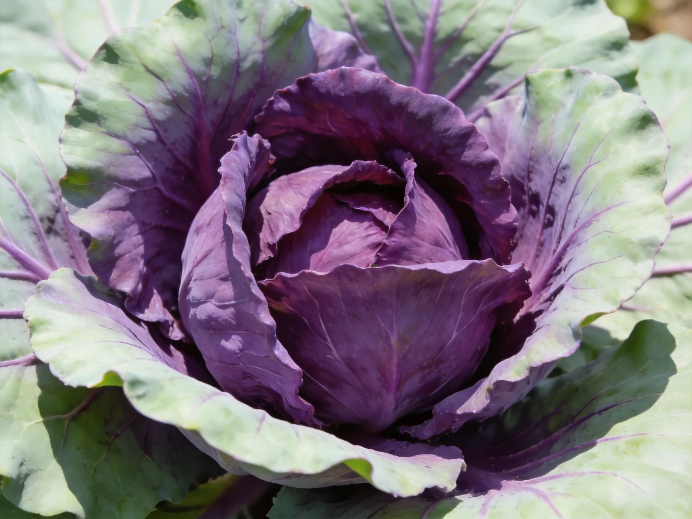 Vibrant purple cabbage with green outer leaves