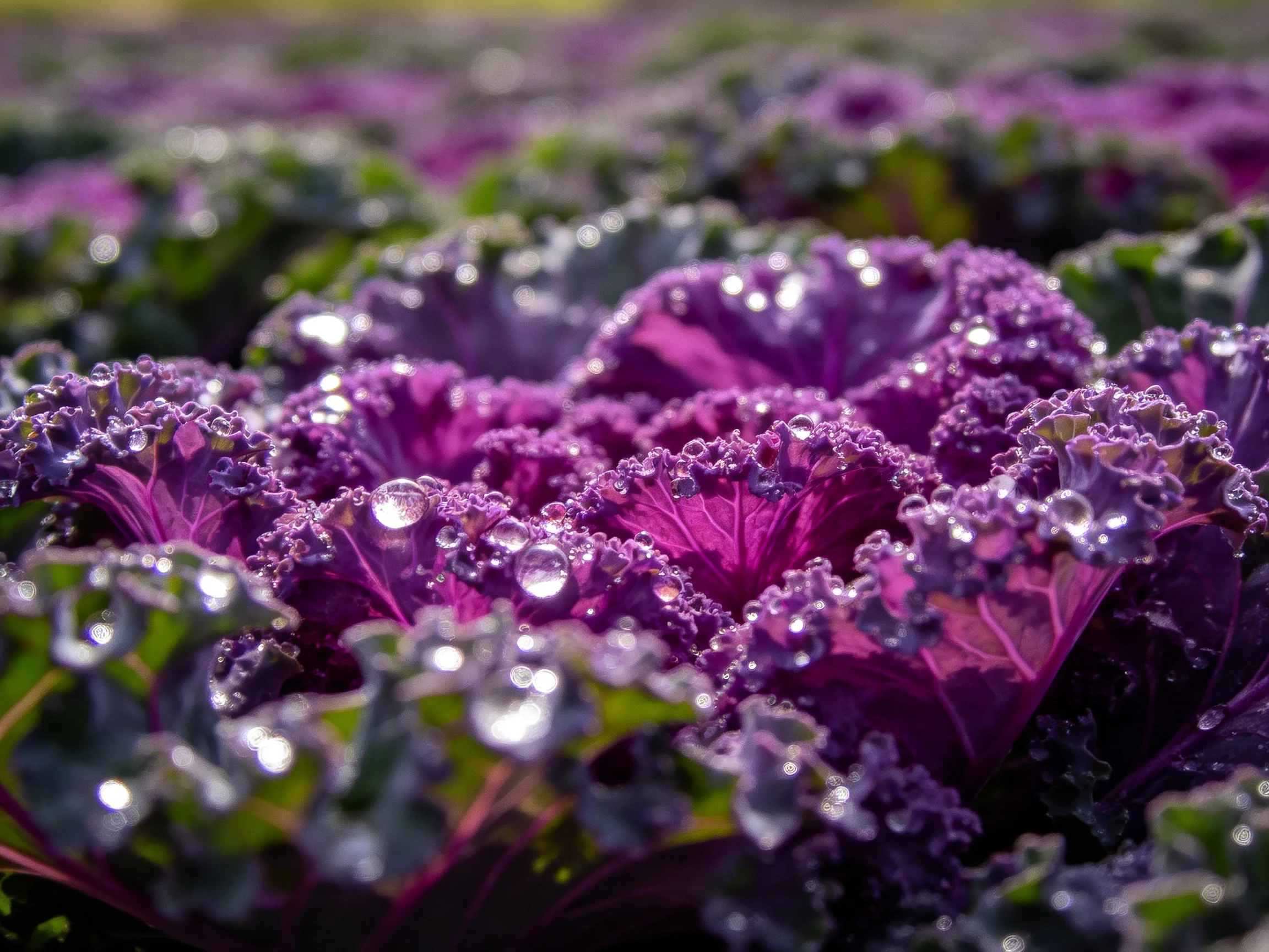Vibrant purple leafy plants with sparkling dewdrops