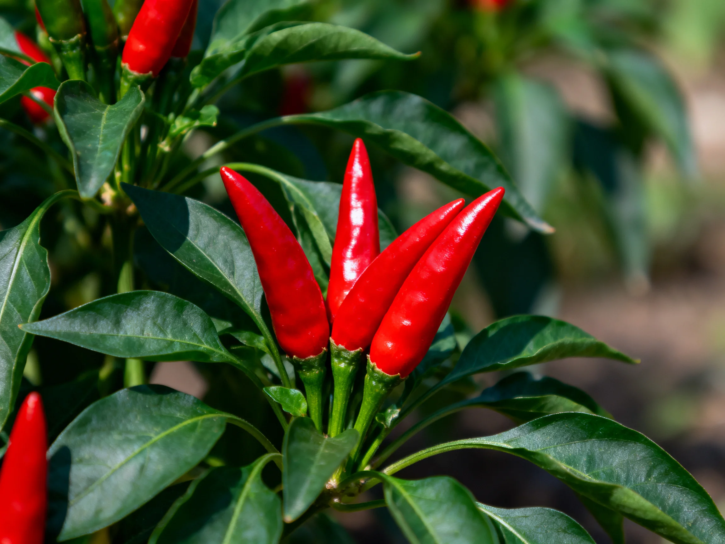 Vibrant red chili peppers cluster amid lush green leaves in bright sunlight