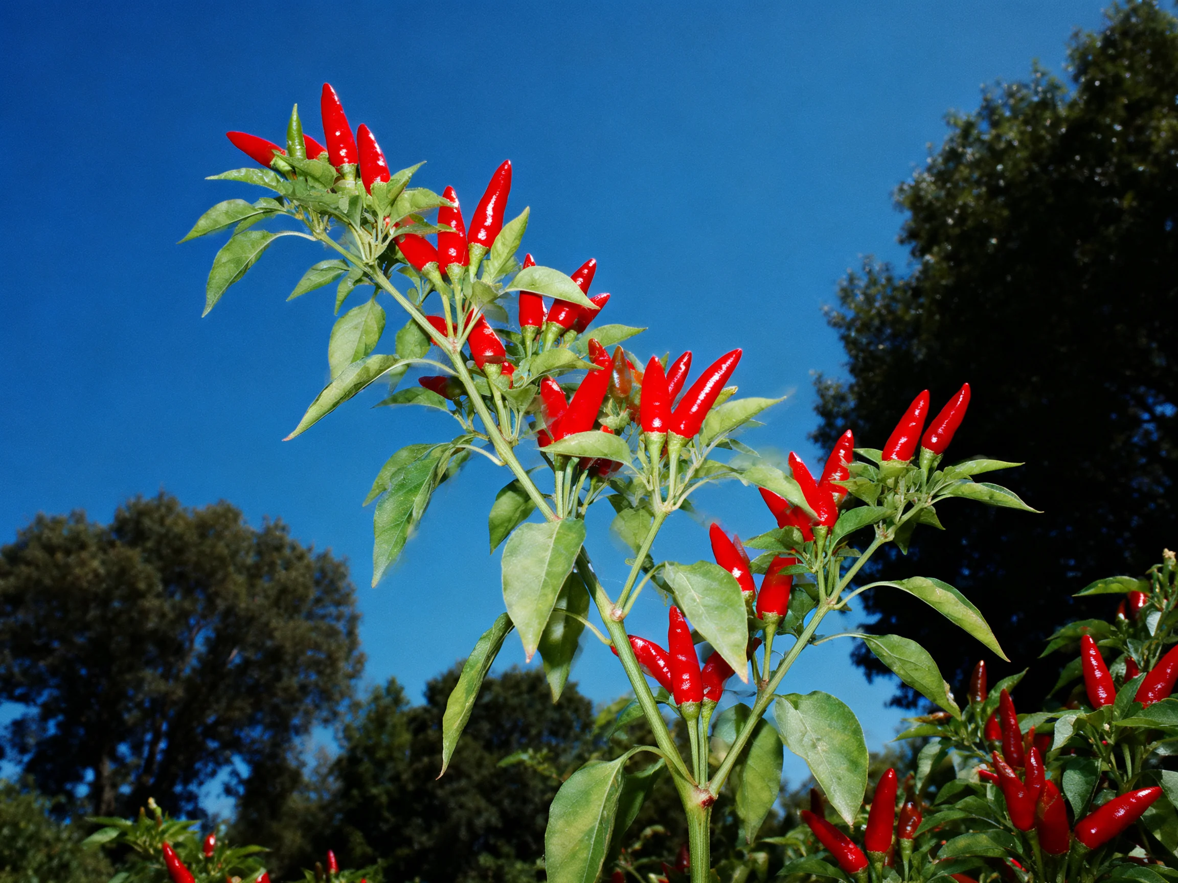 Vibrant red chili peppers thrive among lush green foliage against a clear blue sky