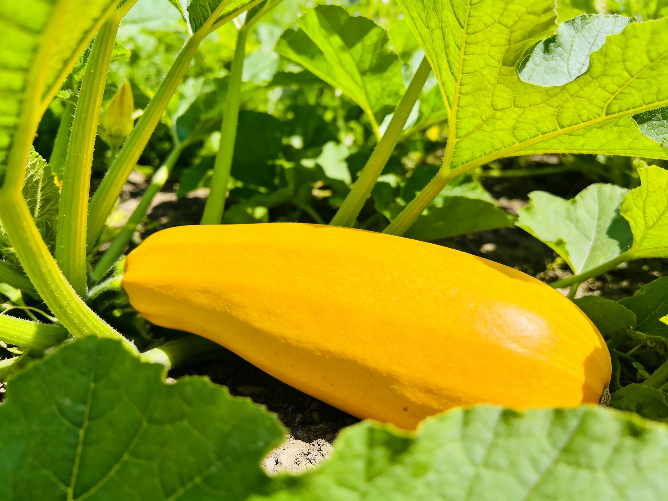 Vibrant yellow squash nestled among lush green foliage