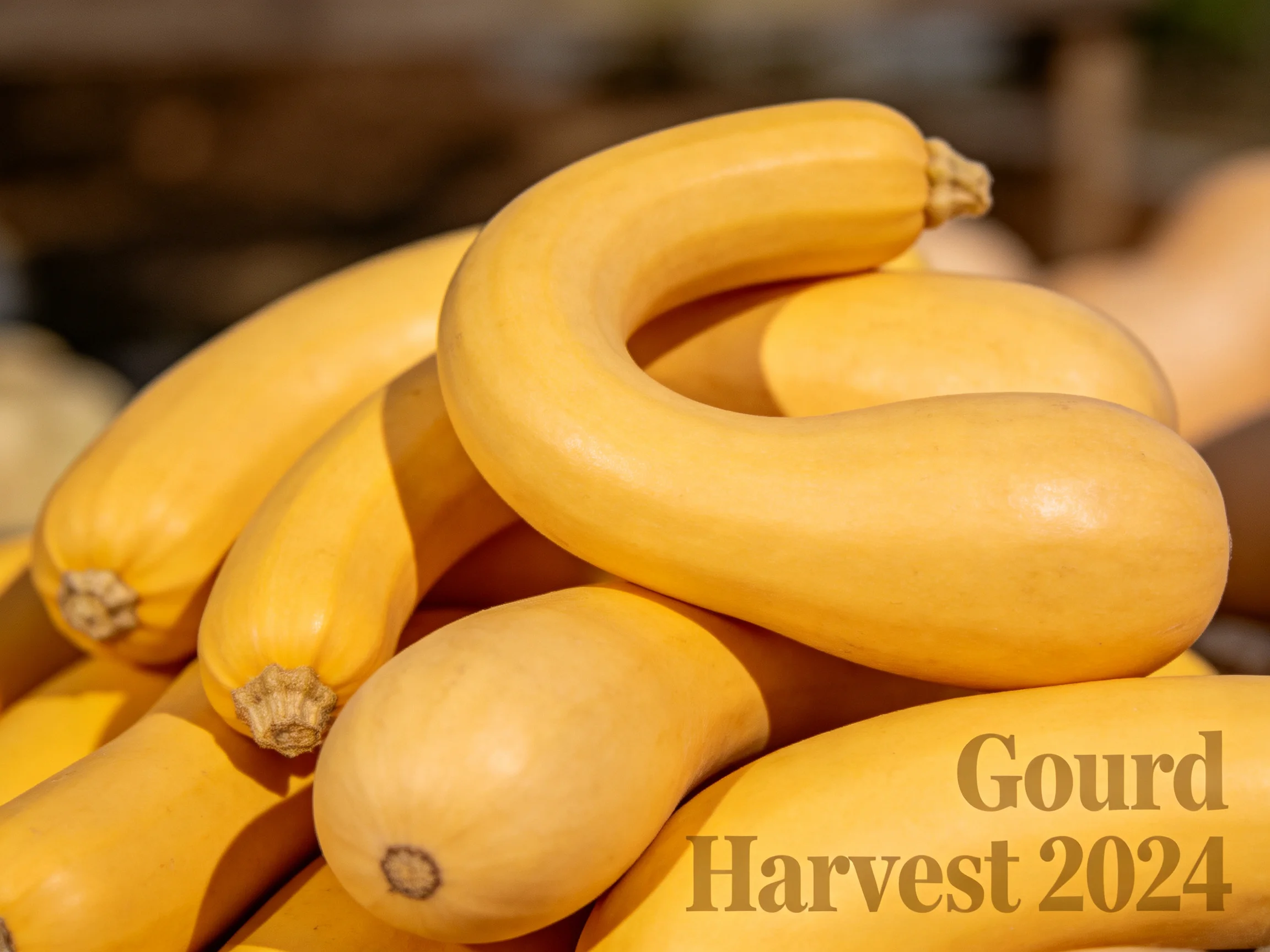 Yellow gourds stacked for Gourd Harvest 2024 showcase