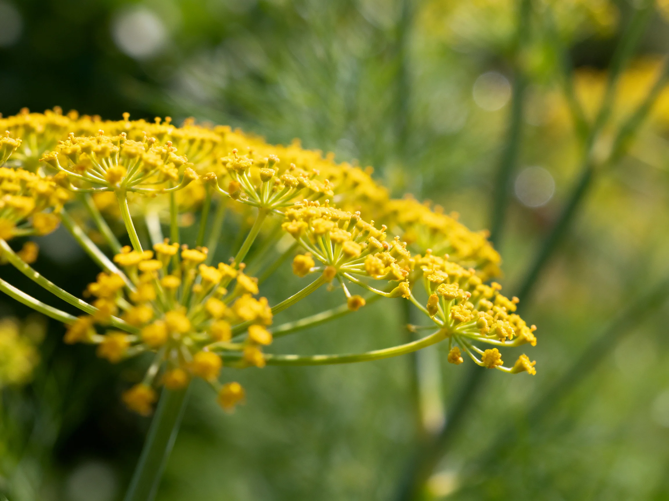 Yellow umbel flowers with slender green stems amid blurred greenery