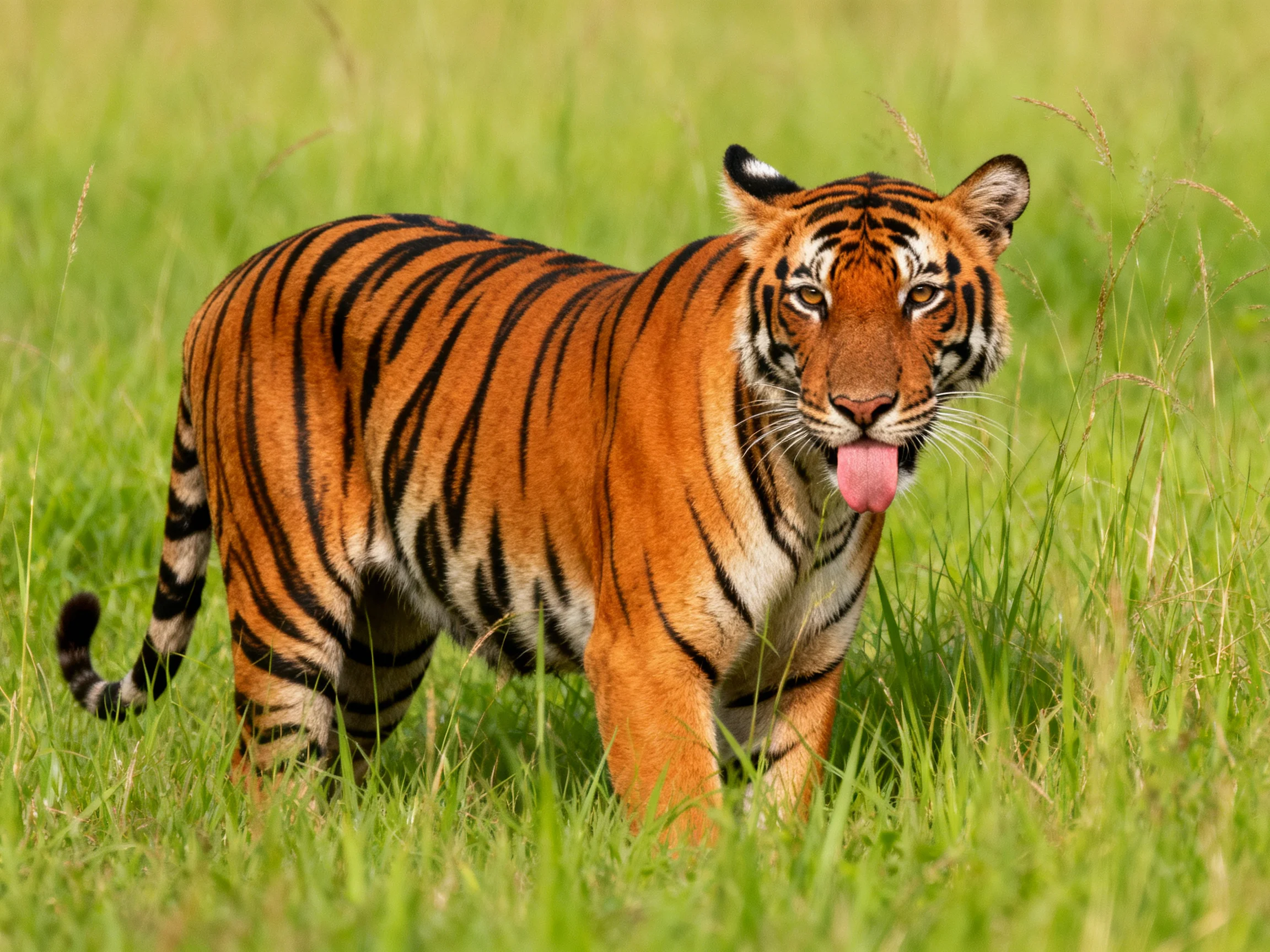 A Bengal tiger displays its striped pattern amid tall green grass.