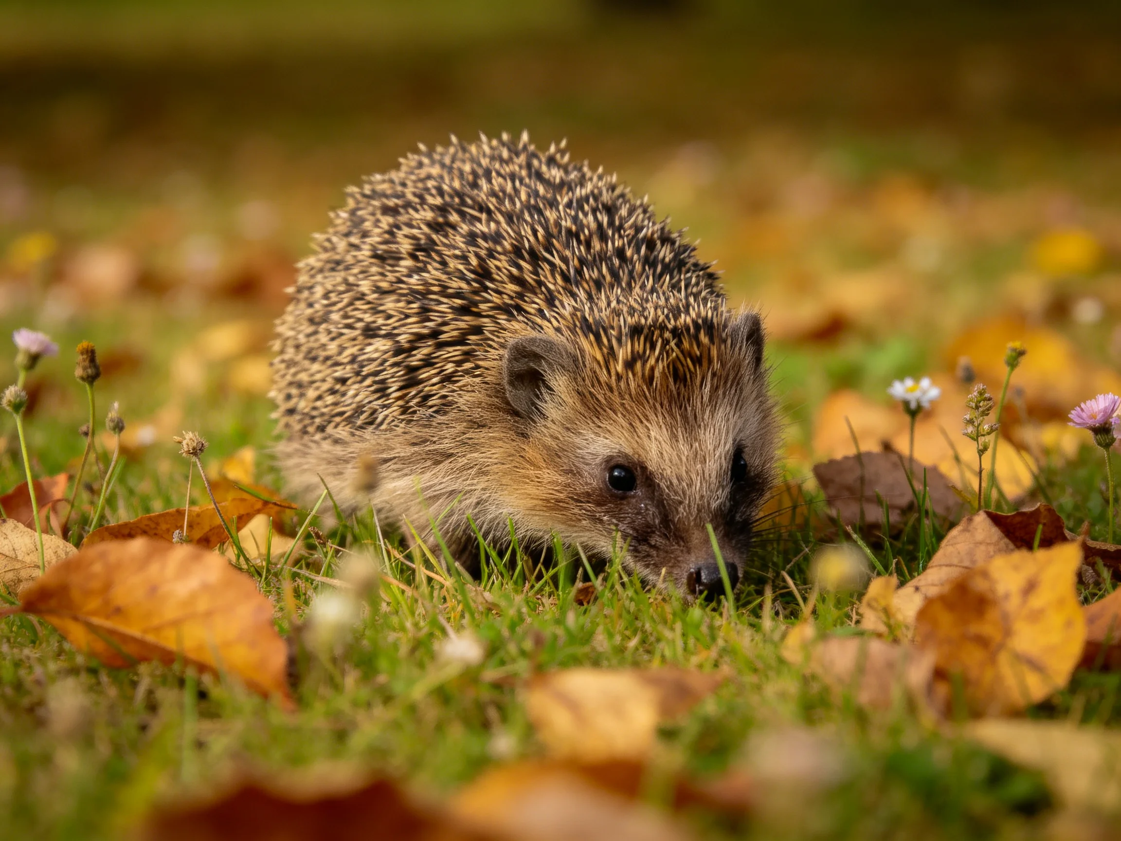 A hedgehog explores a grassy area filled with fallen autumn leaves.