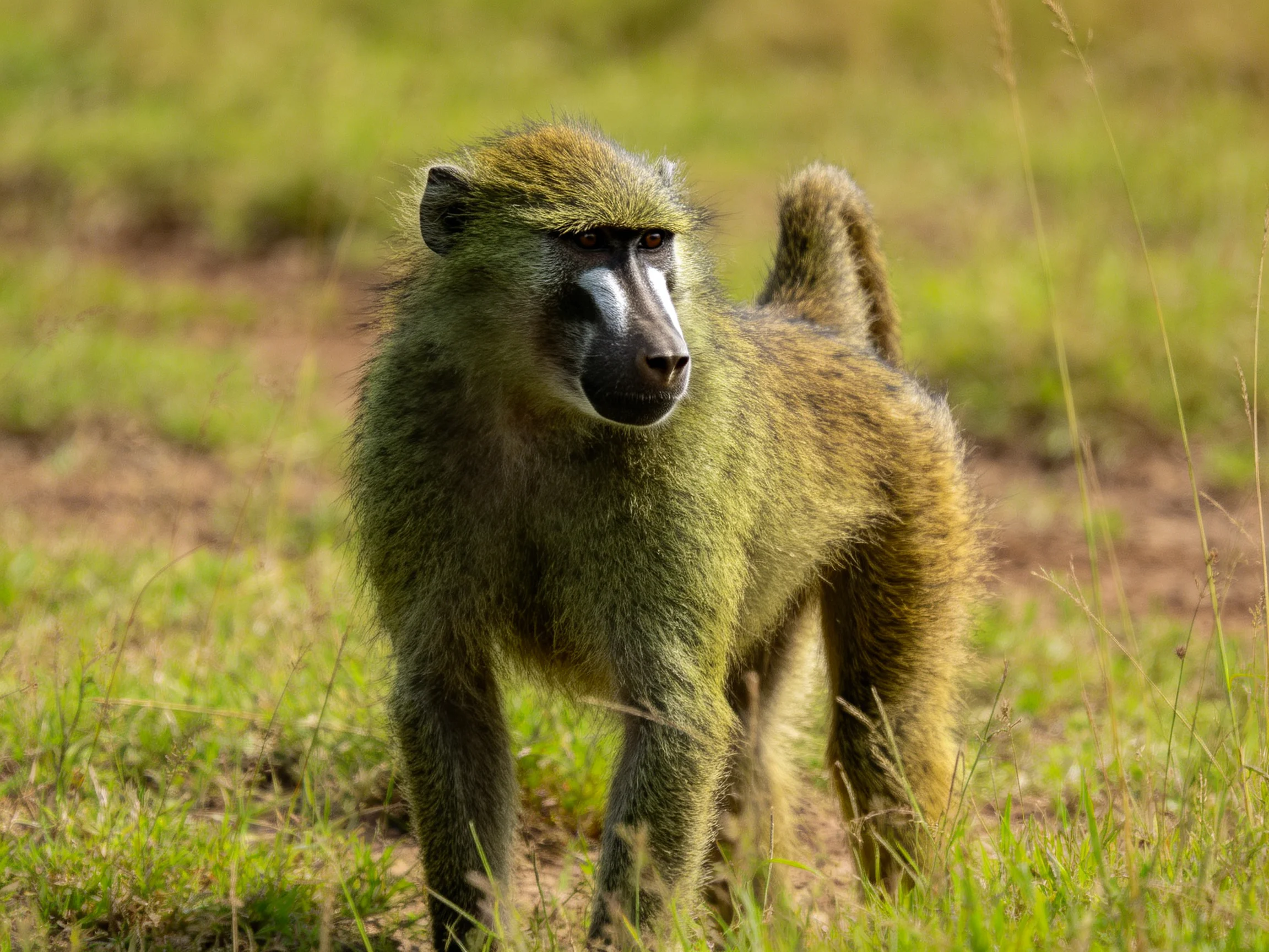 A baboon with olive-green fur stands in a sunlit grassy field
