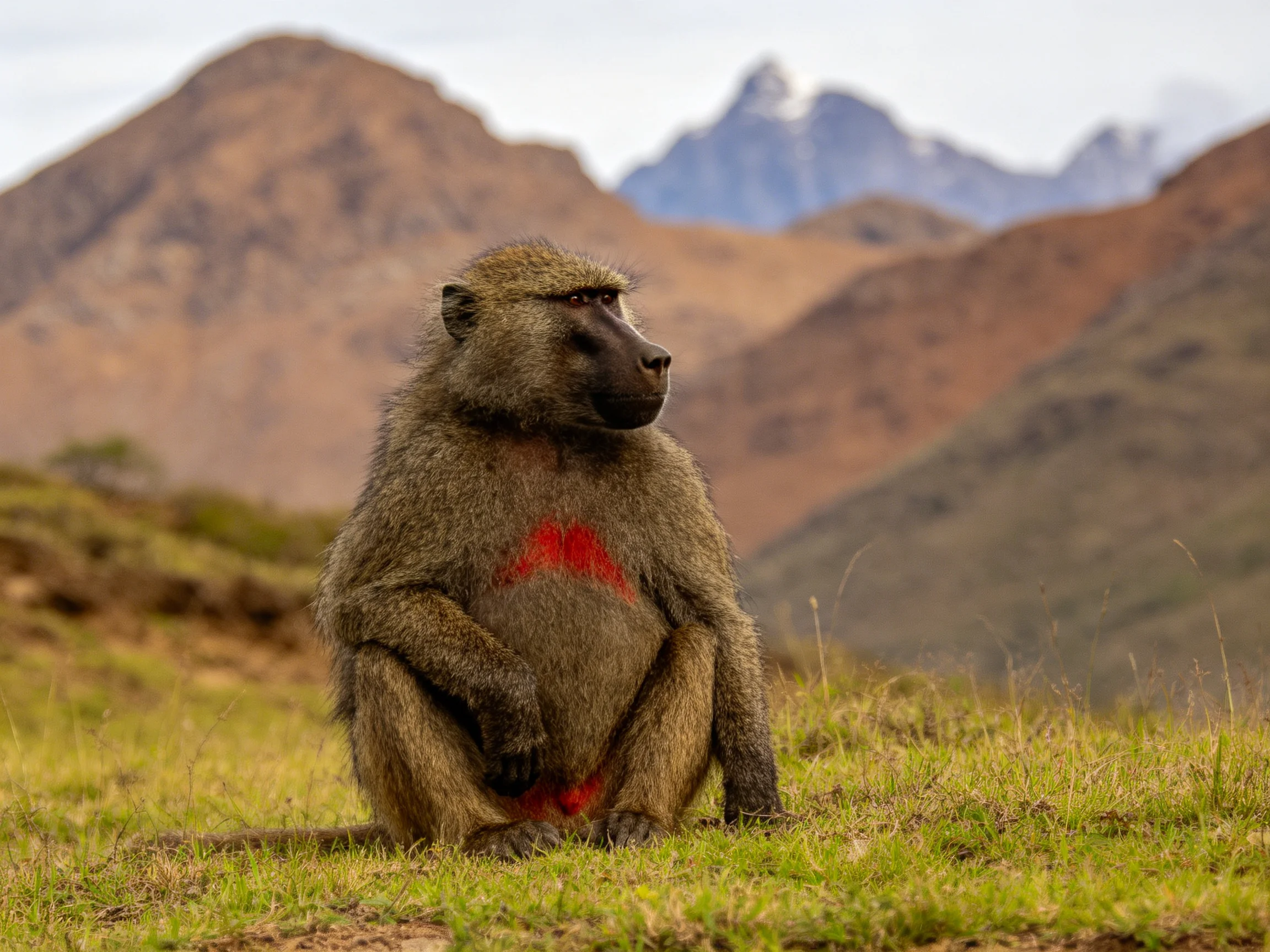 A baboon with red chest markings on a grassy hillside near mountains
