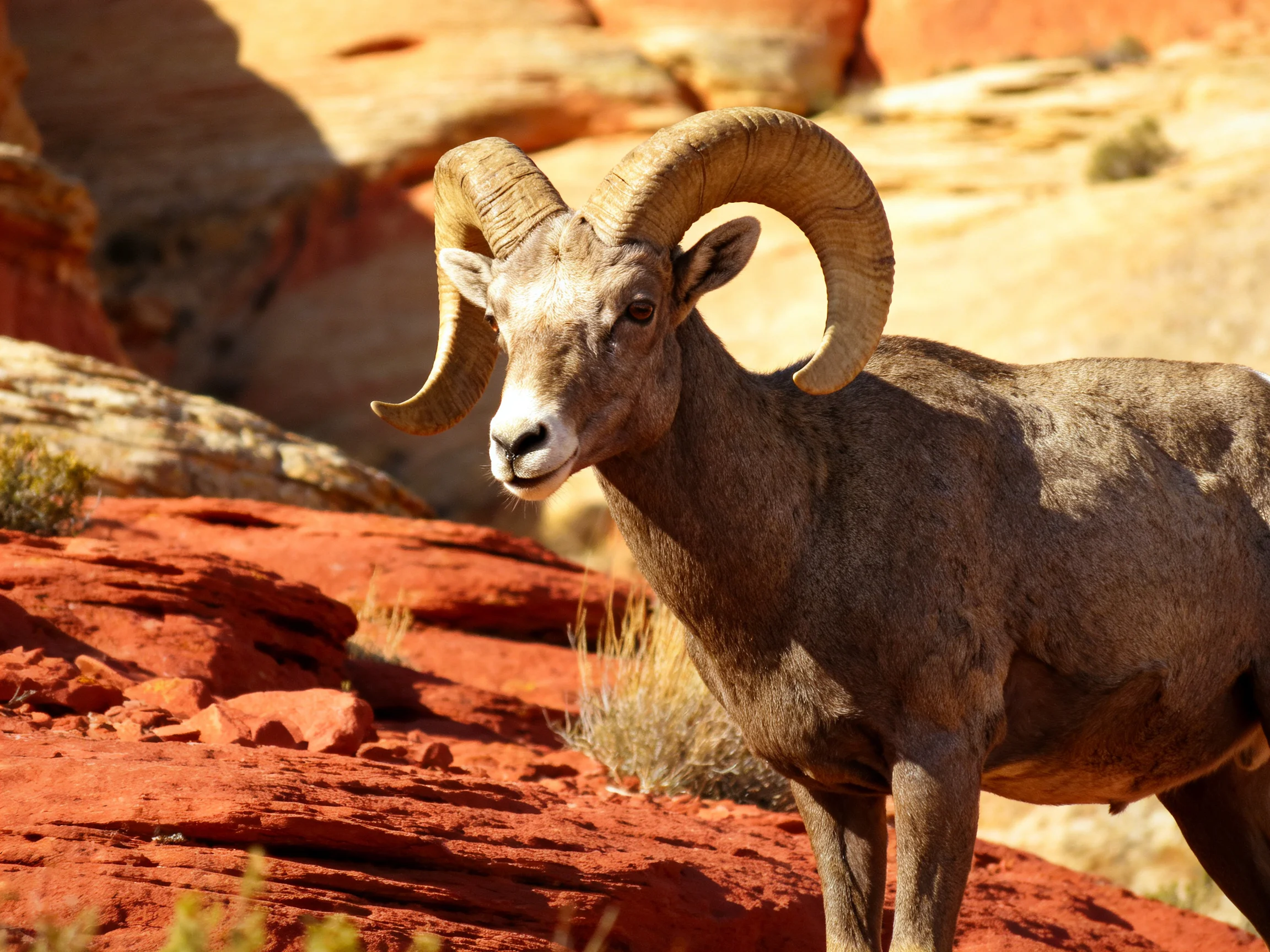 A bighorn ram is positioned among striking red rocky terrain.