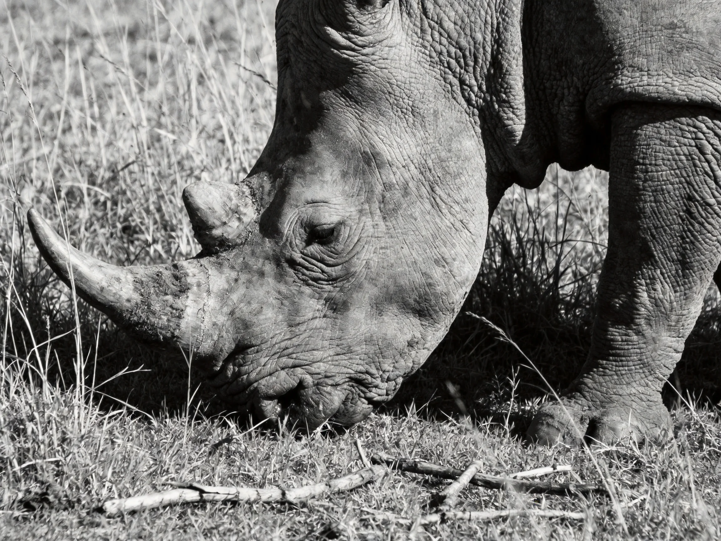 A rhinoceros grazes in tall grass, depicted in black-and-white.