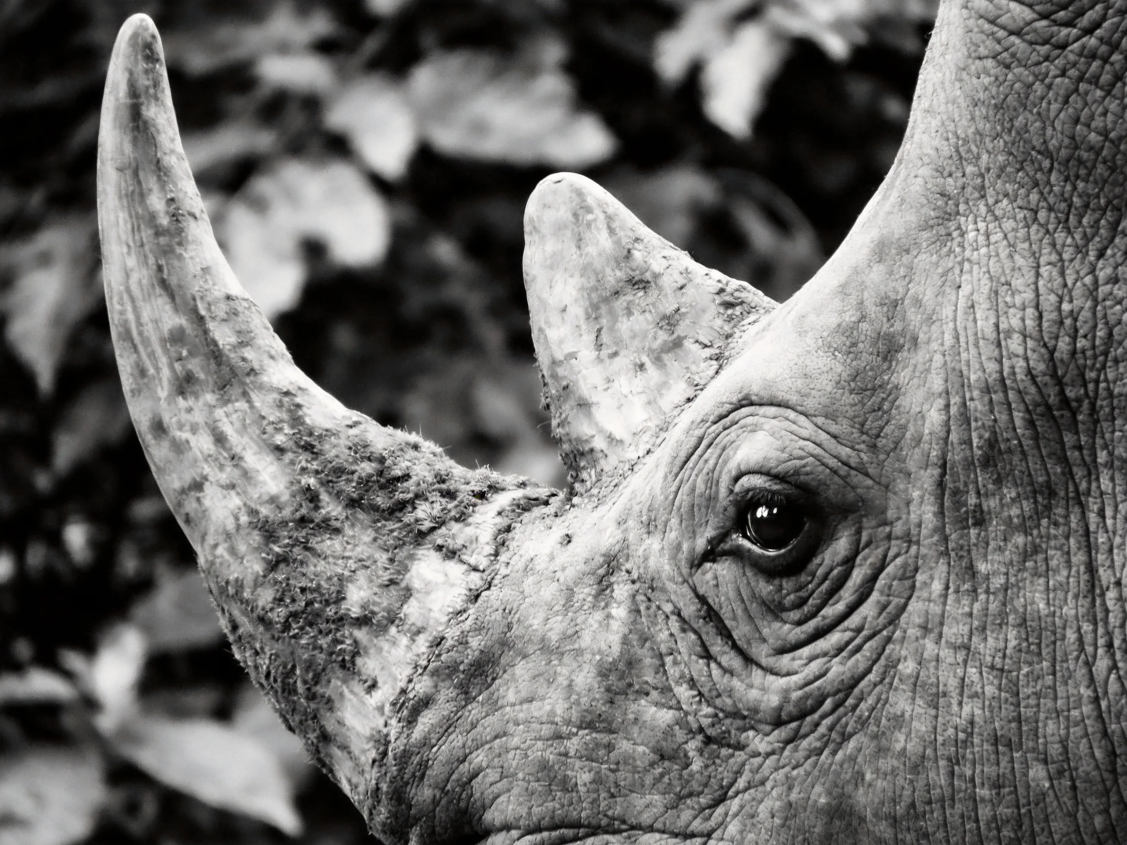 A black and white close - up of a rhinoceros’ horn and textured face