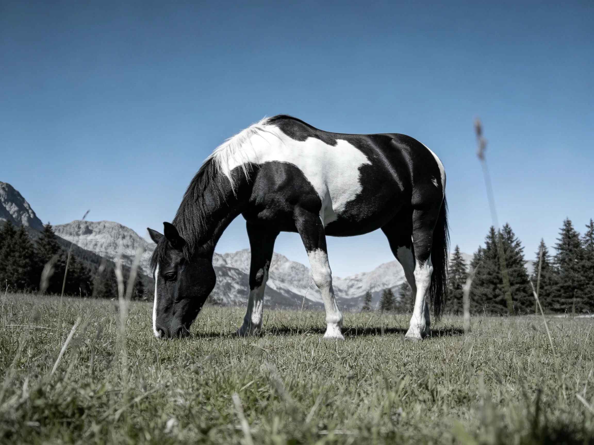 A black and white horse grazes in a mountain meadow surrounded by pine trees.