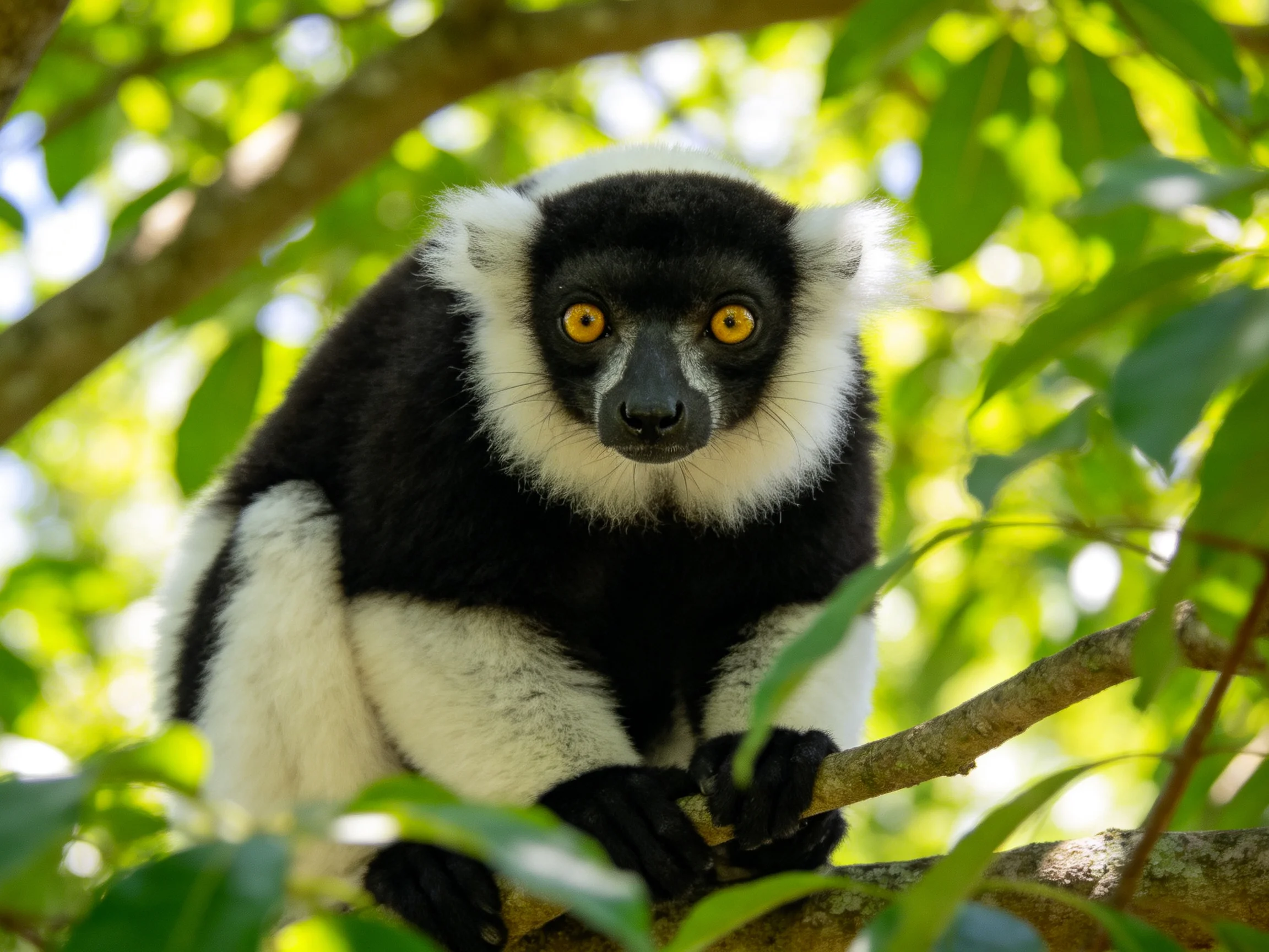 A black and white lemur perched on a tree branch amid lush green foliage