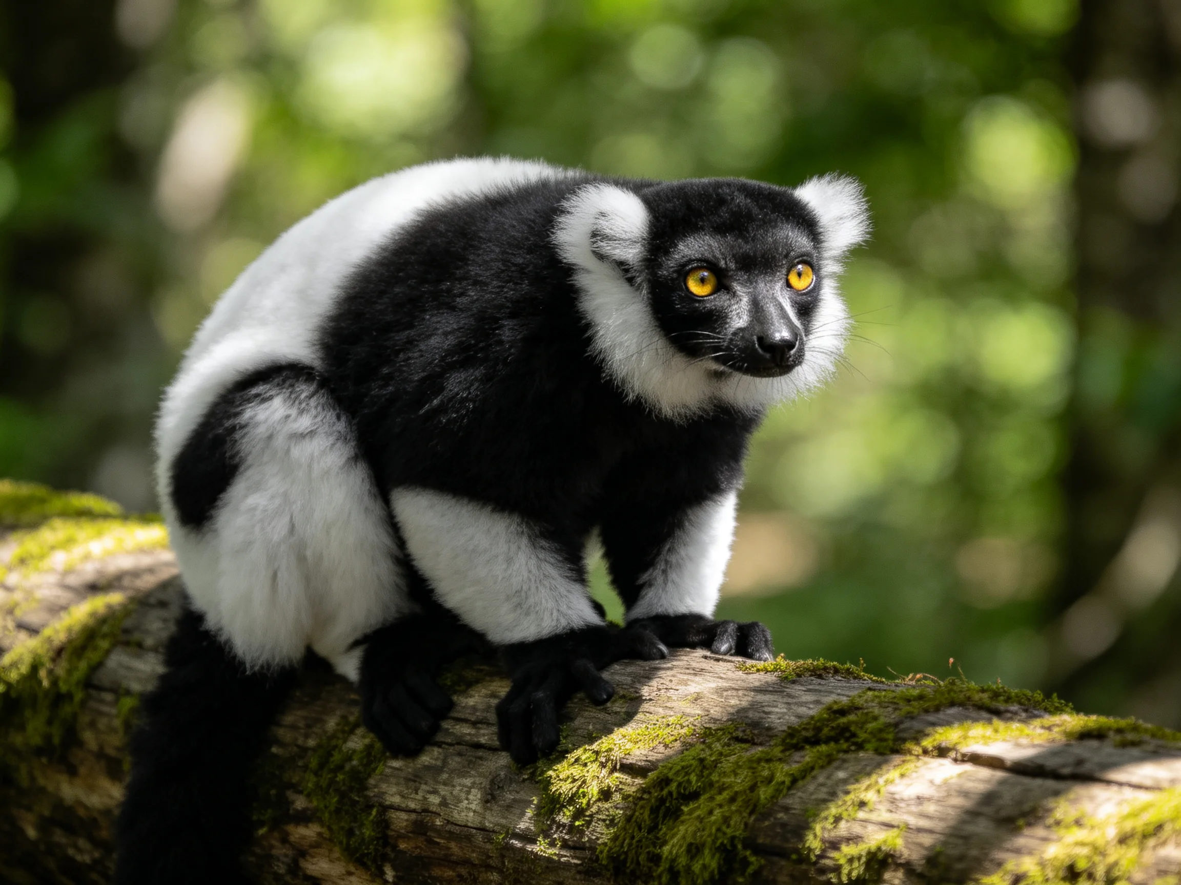 A black-and-white lemur with bright yellow eyes perched on a mossy log